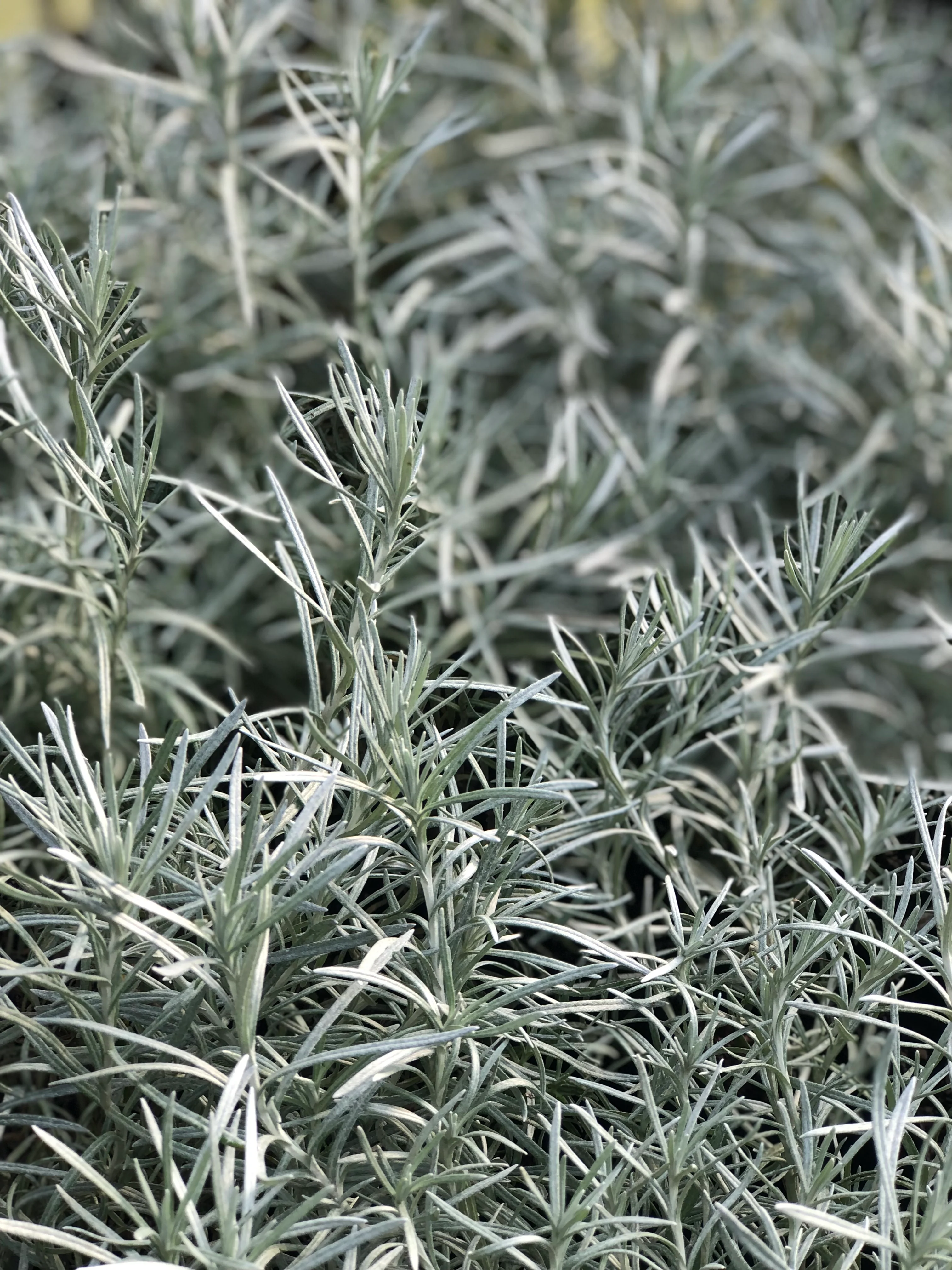 Helichrysum italicum 'White Icicles'