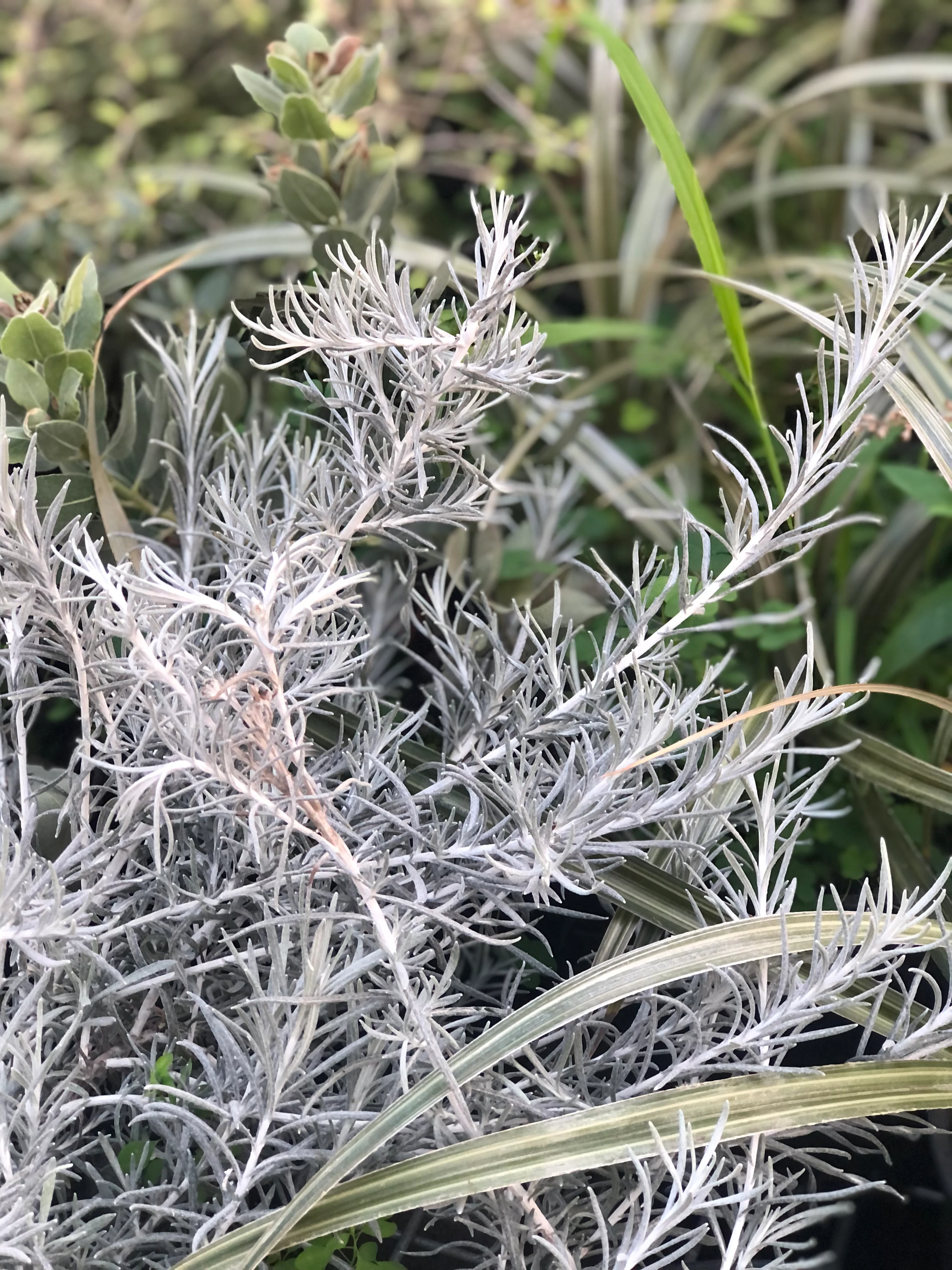 Helichrysum italicum 'White Icicles' - Image 3