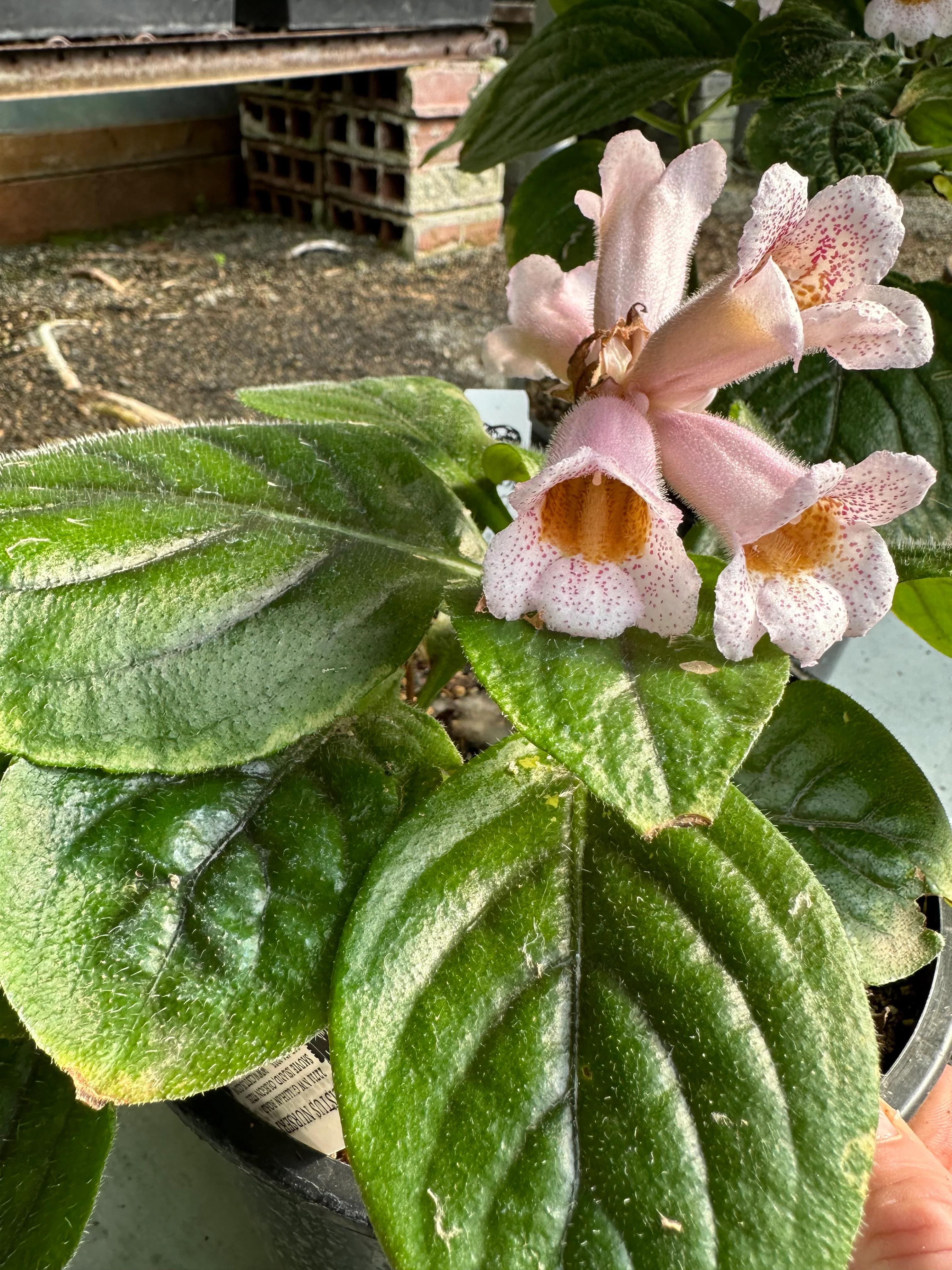 Hemiboea subacaulis var. jiangxiensis 'Jiangxi Bells' - Image 3