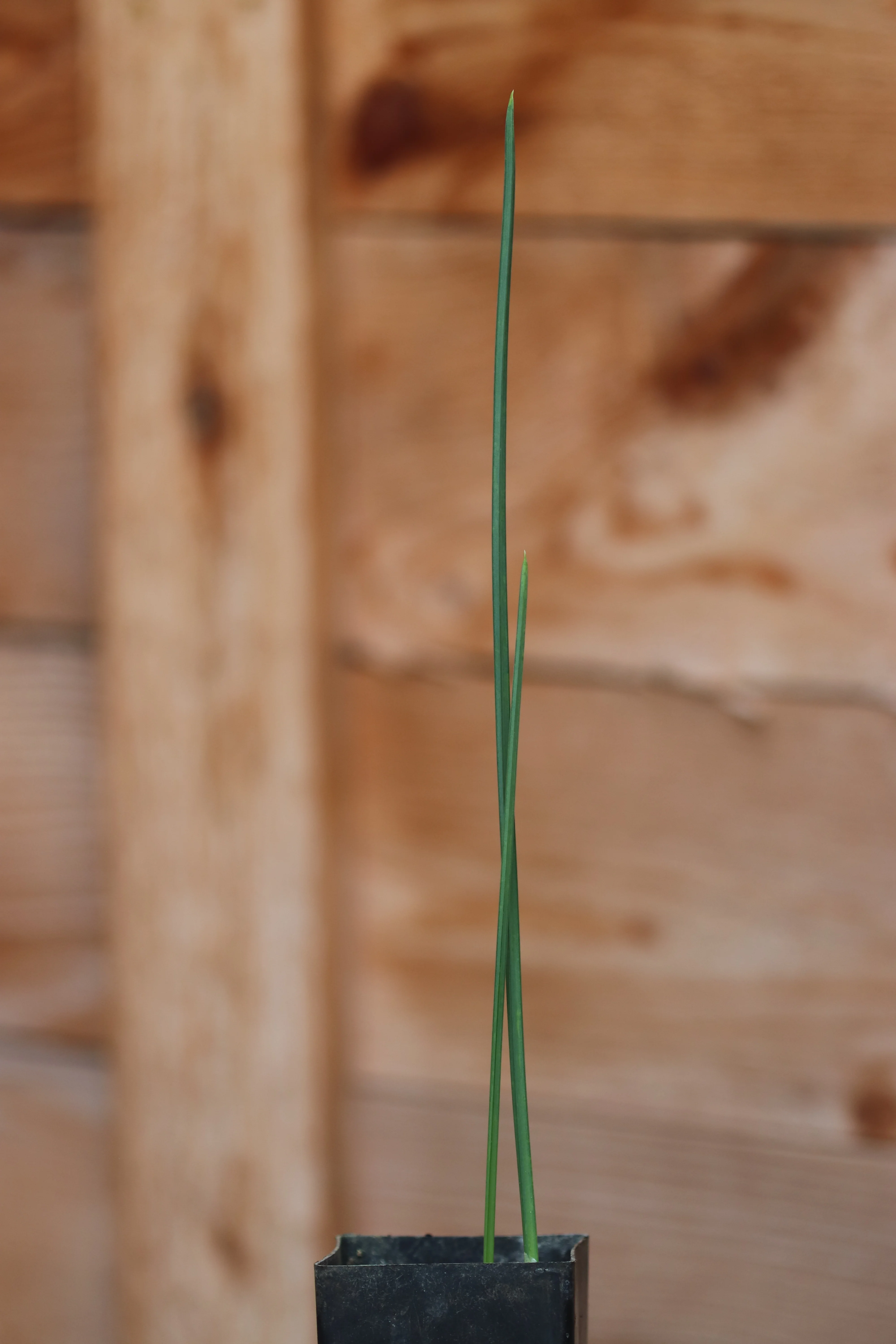 Hermodactylus / Iris tuberosus - Image 3