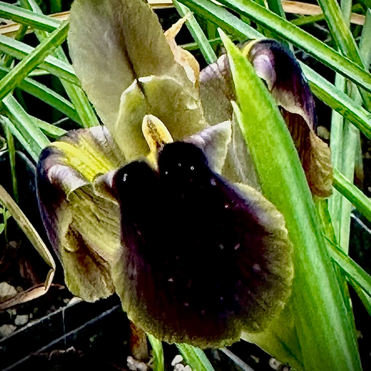 Hermodactylus / Iris tuberosus - Image 4