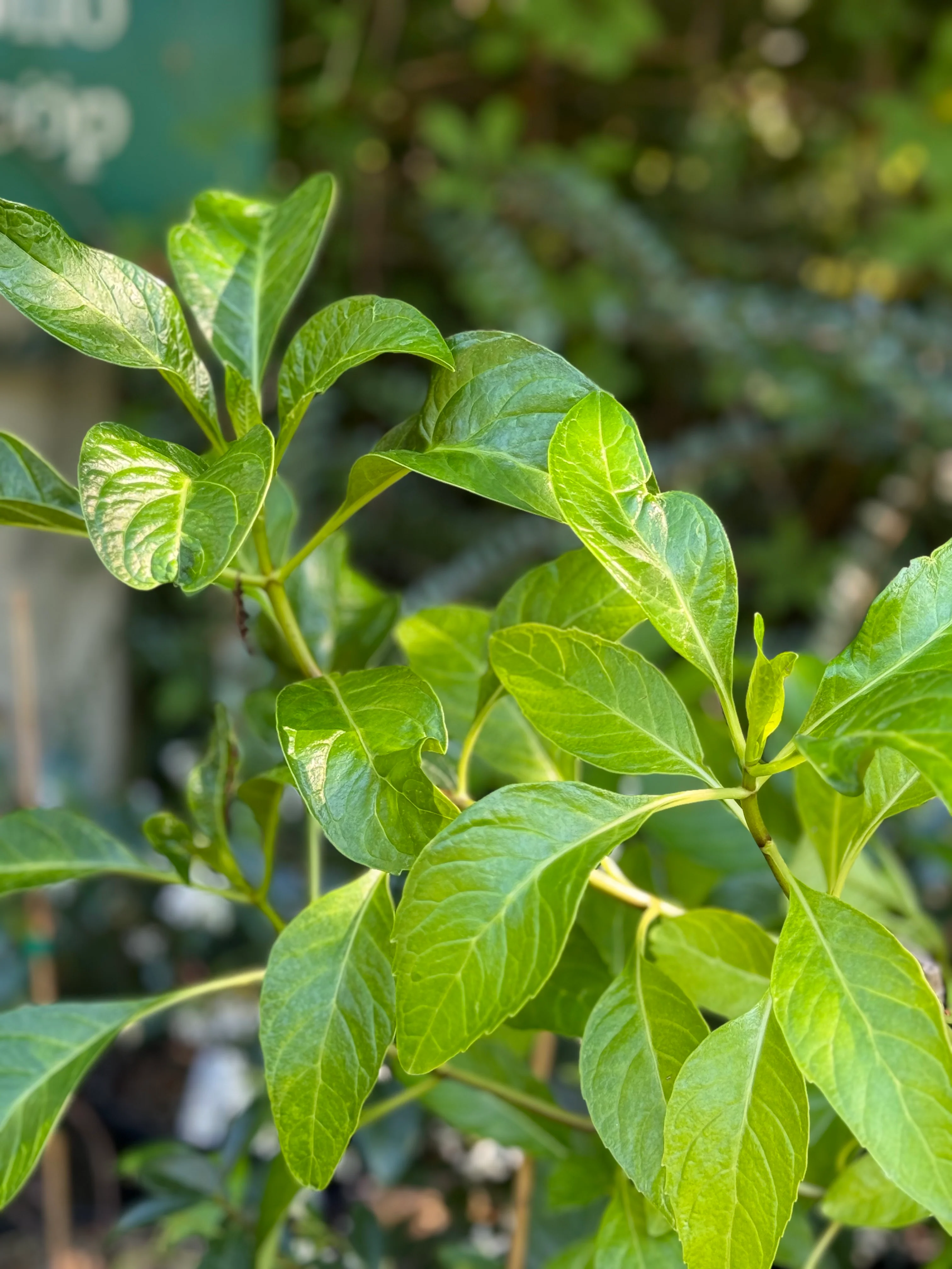 *RETAIL - Hydrangea macrophylla 'Mickanya' - Image 2
