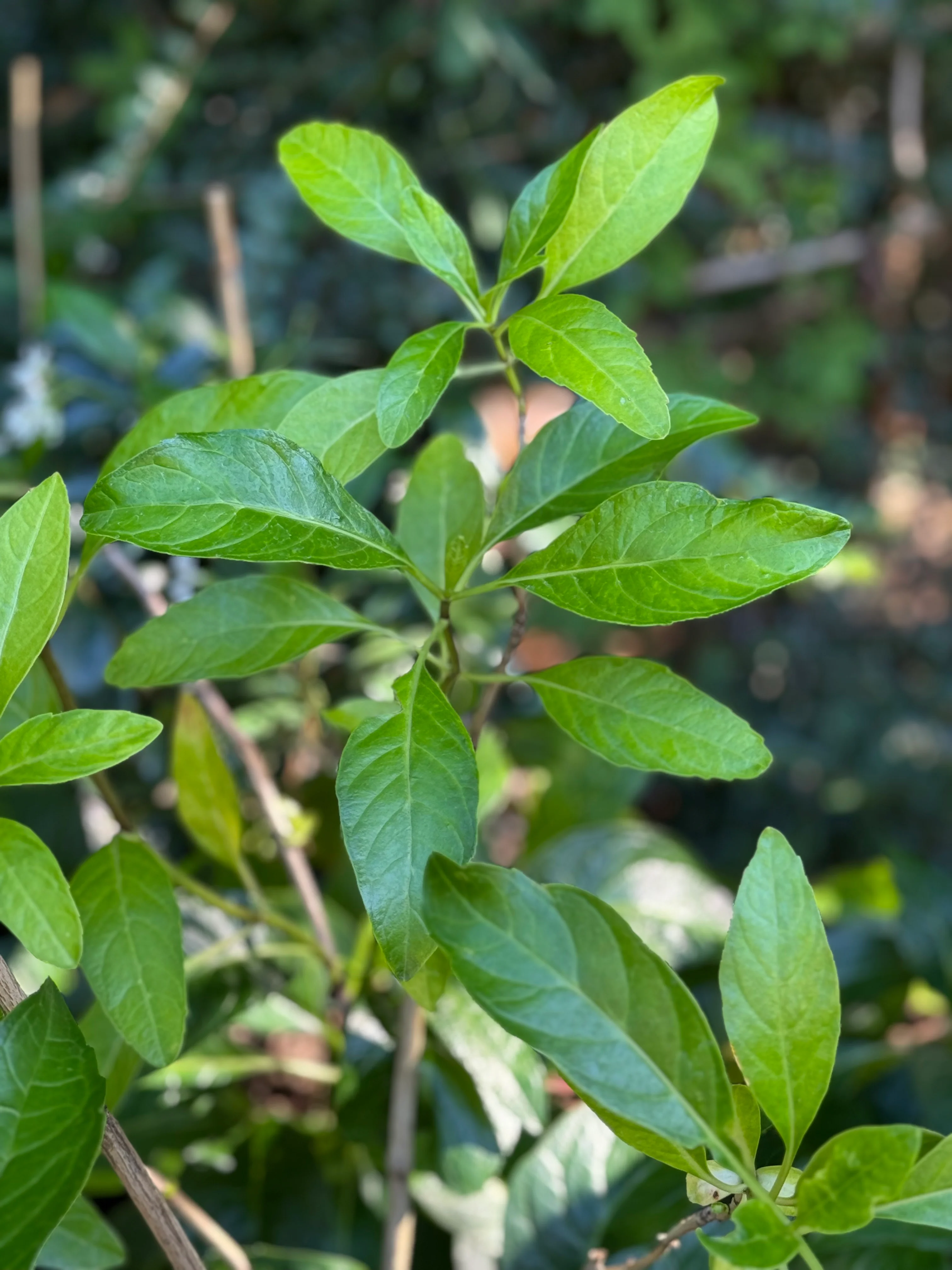 *RETAIL - Hydrangea macrophylla 'Mickanya' - Image 3