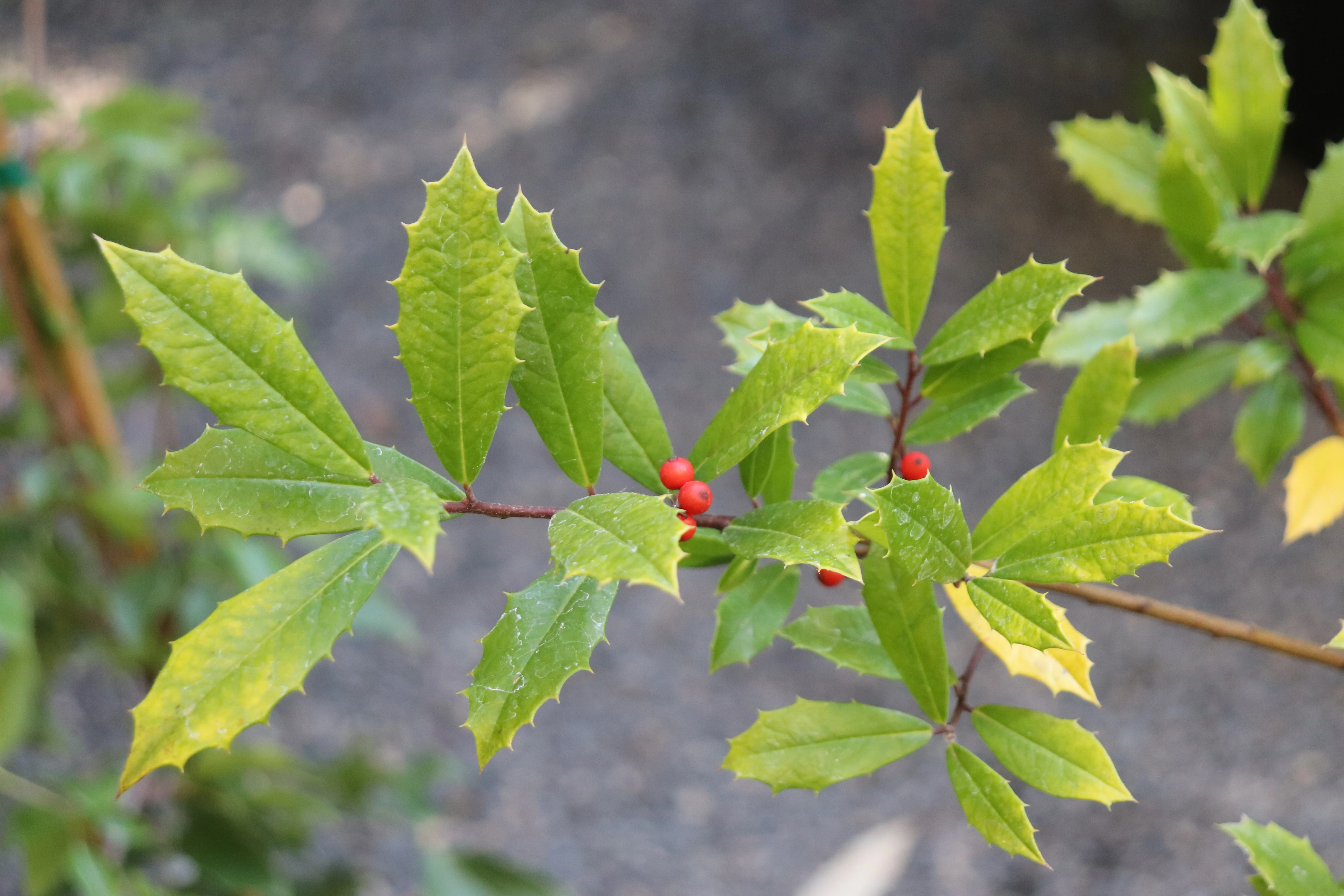 *RETAIL - Ilex x attenuata 'Sunny Foster' - Image 2