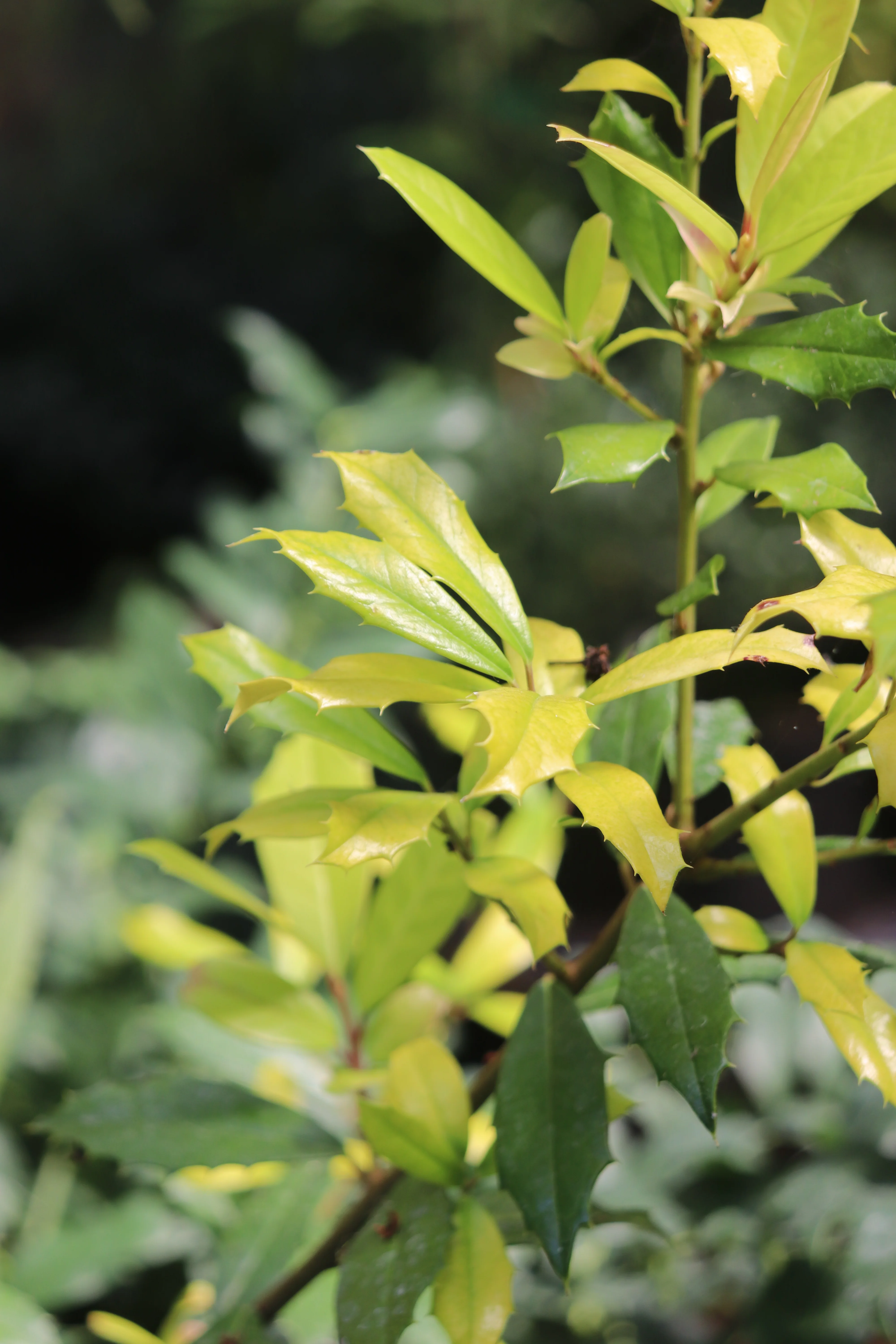 *RETAIL - Ilex x attenuata 'Sunny Foster' - Image 3