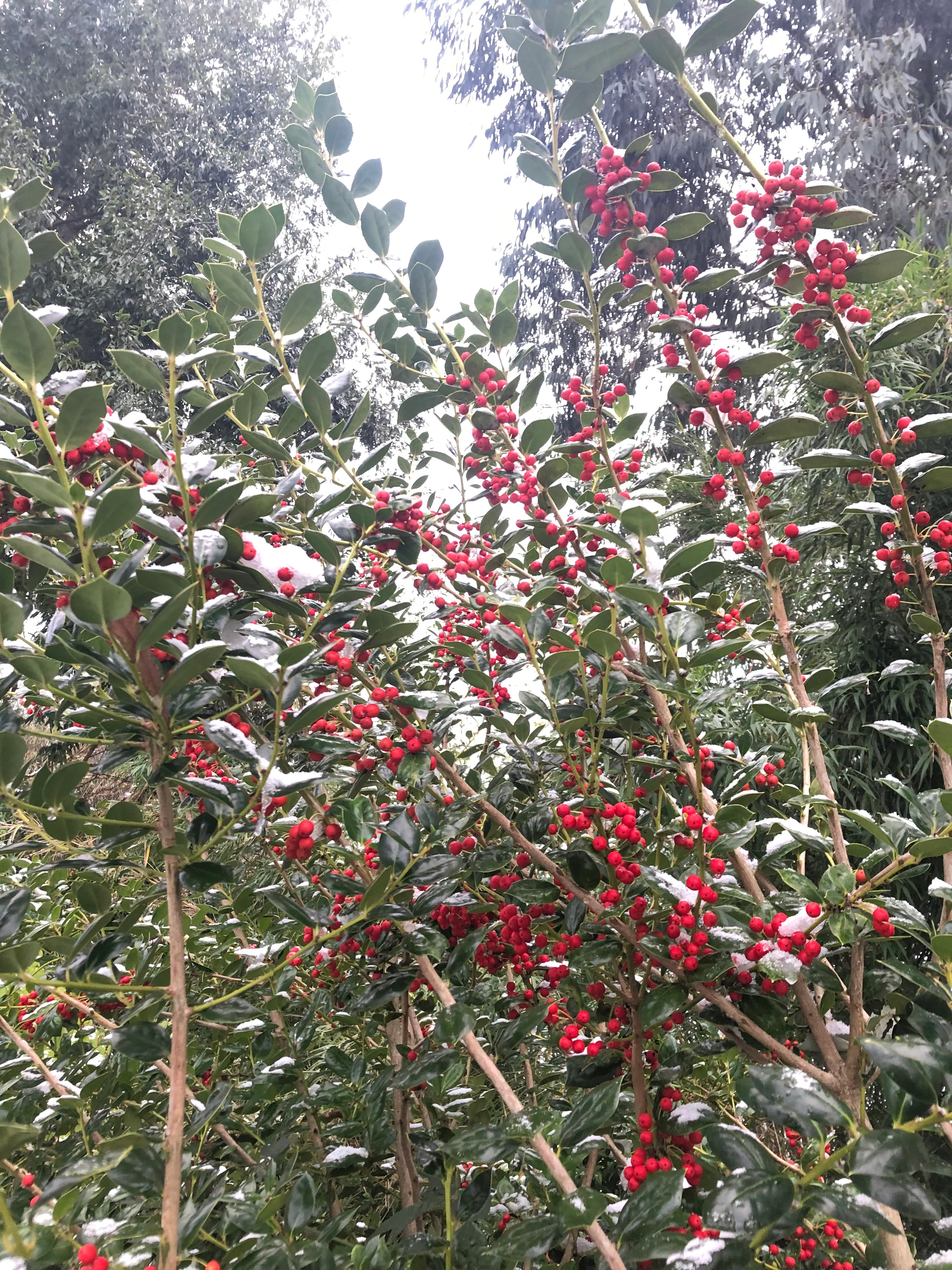 *RETAIL - Ilex x 'Mary Nell' - Image 2