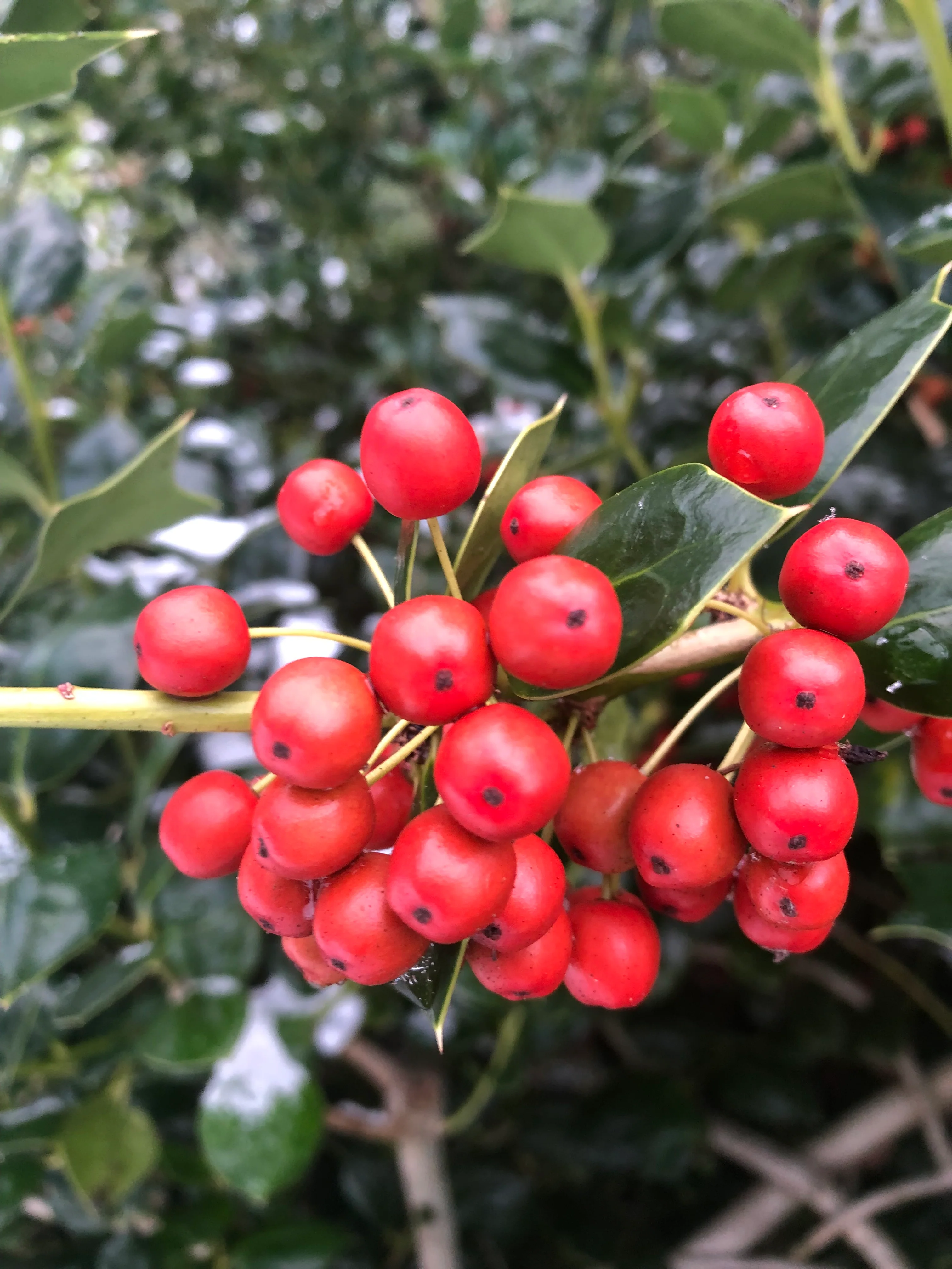 *RETAIL - Ilex x 'Mary Nell' - Image 3