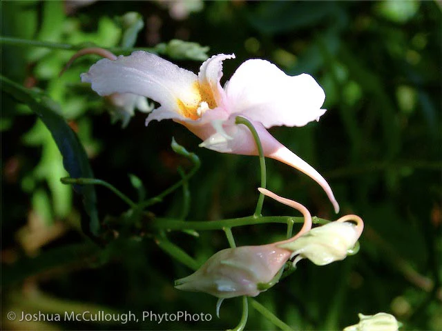 Impatiens aff. omeiana DJHC 98415 - Image 2