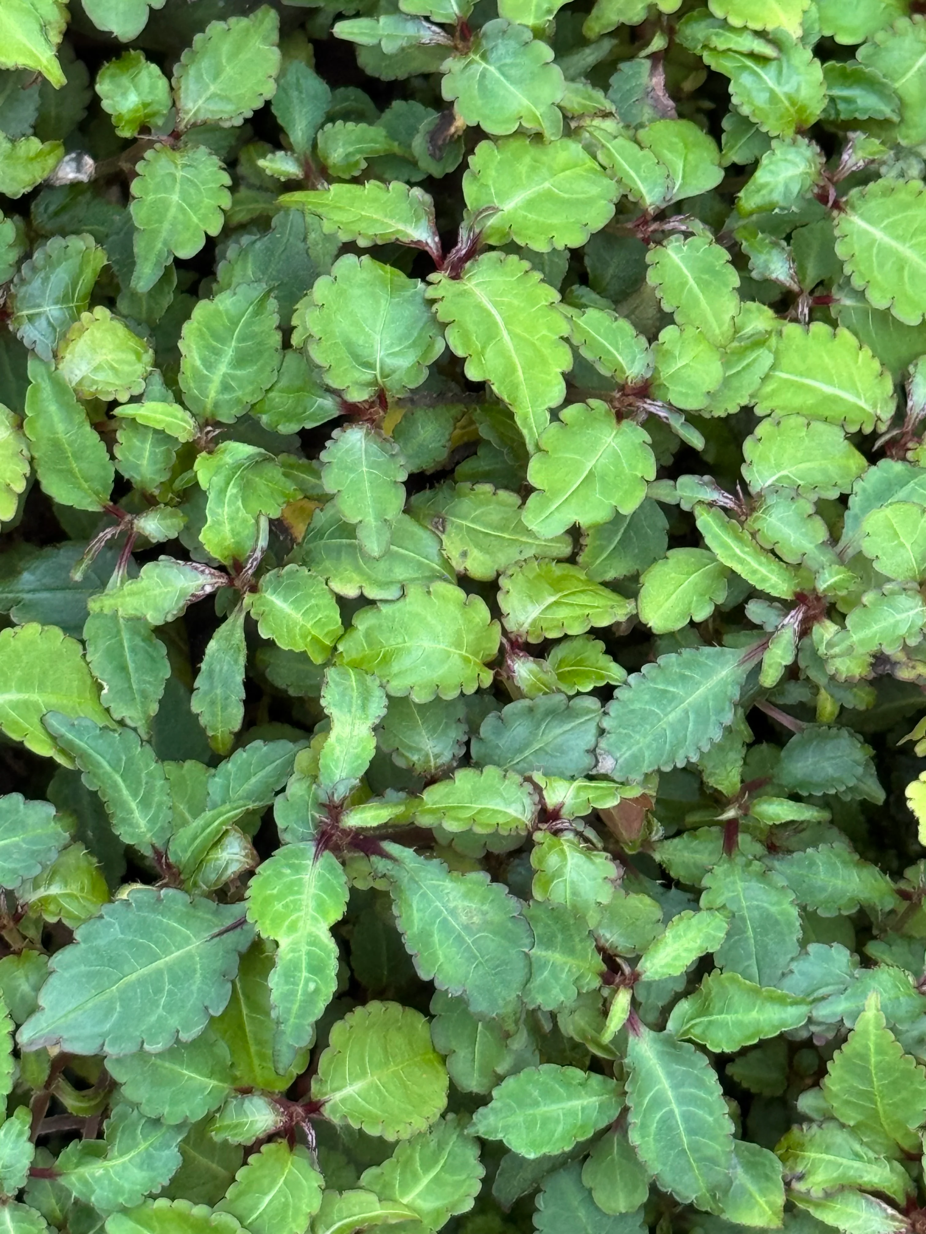 Impatiens stenantha - Image 2