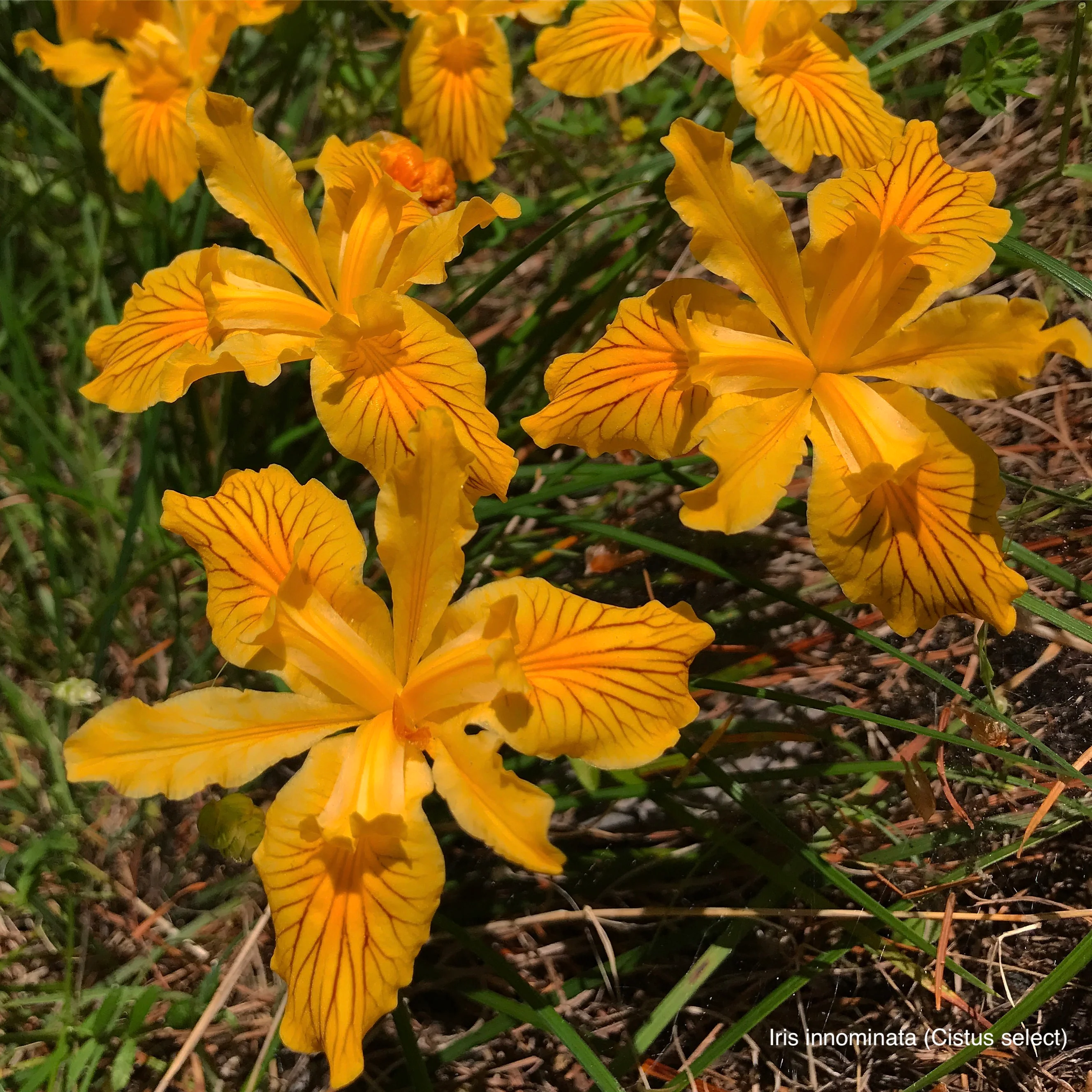 Iris innominata - Image 2