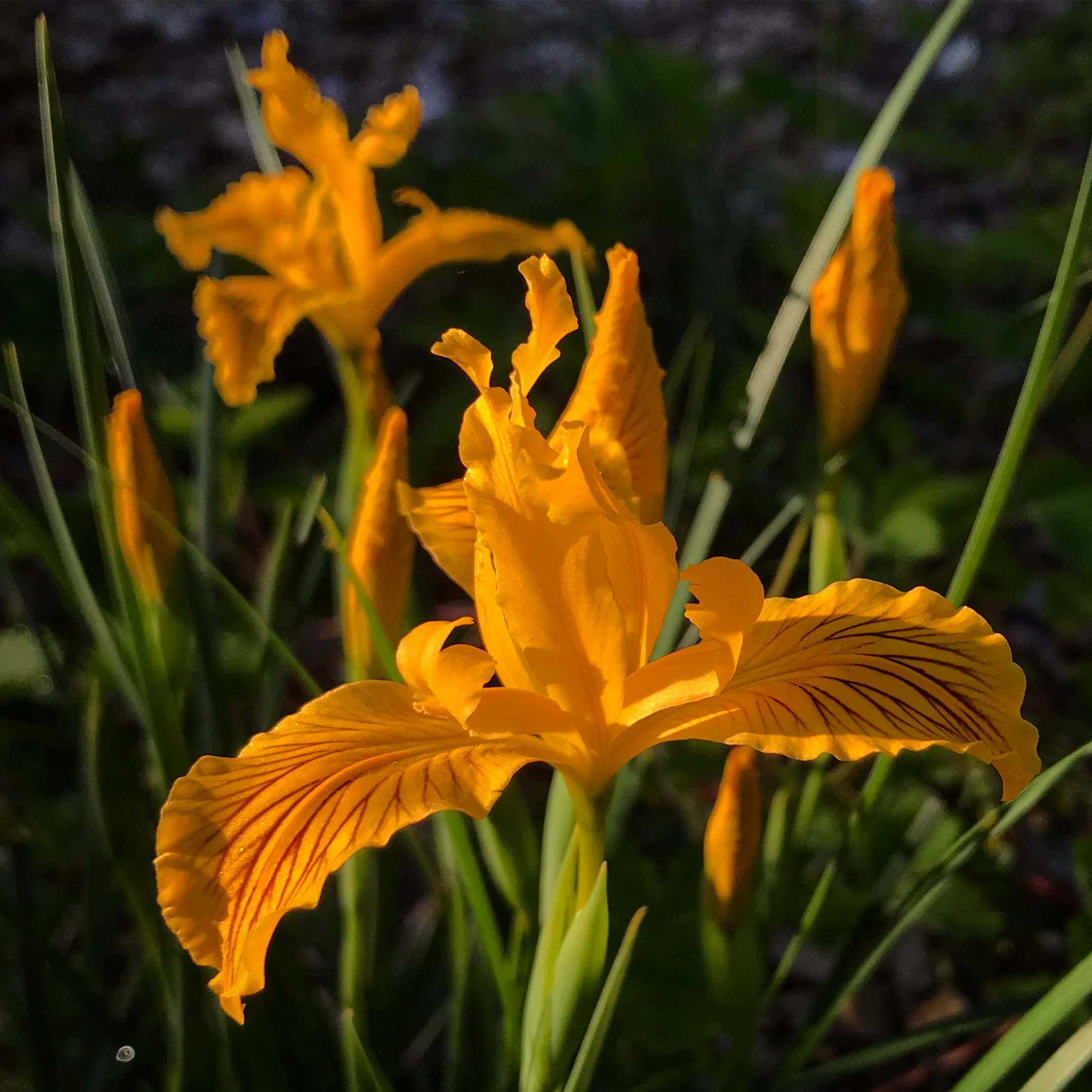 Iris innominata - Image 3