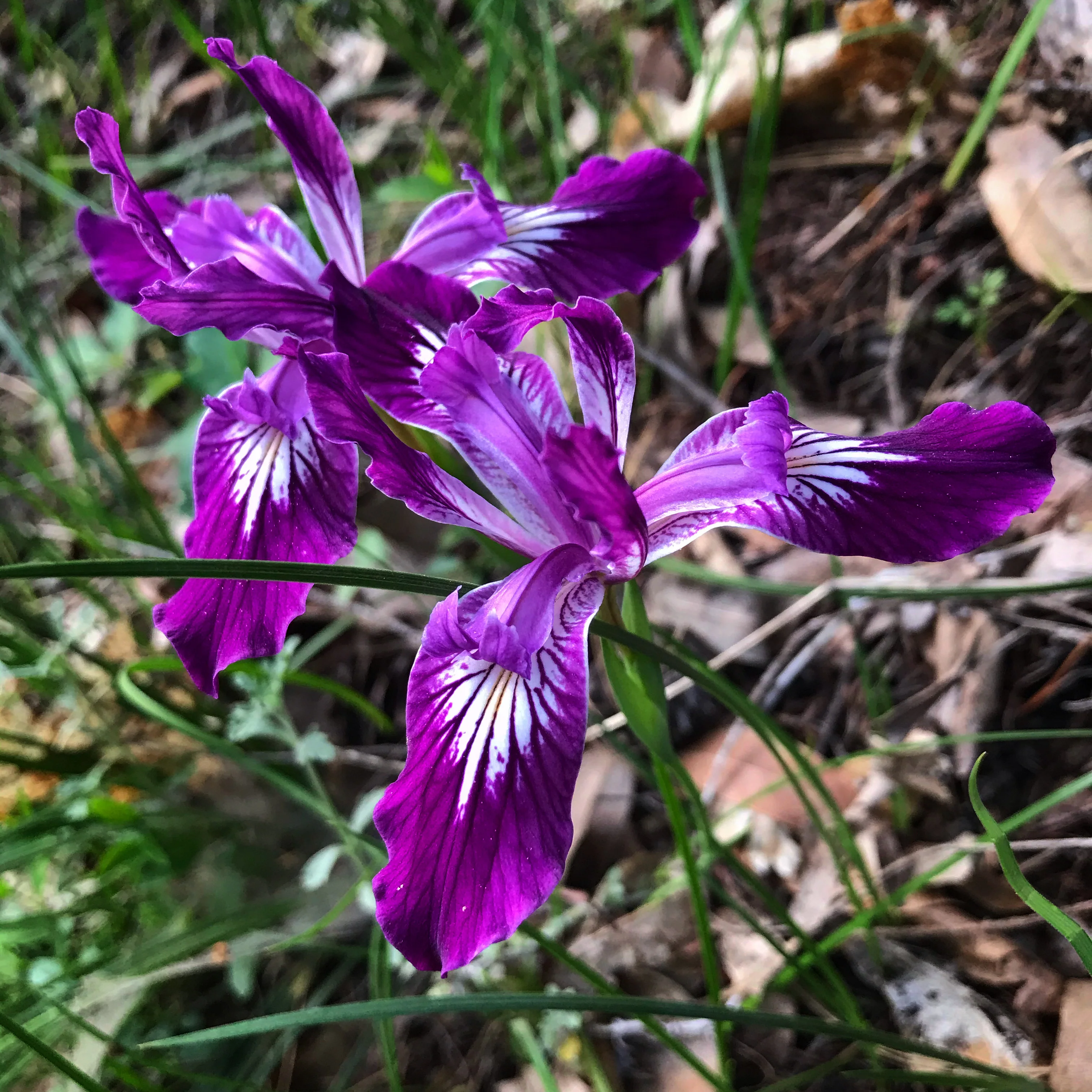 Iris thompsonii 22.0112 - Image 3