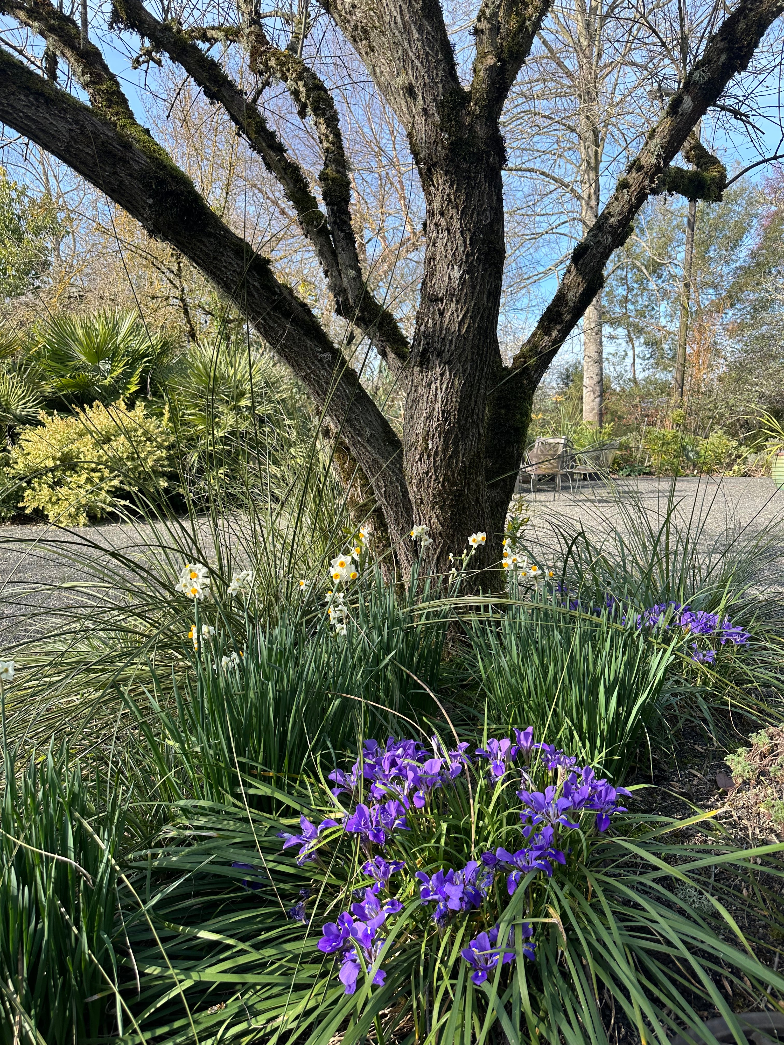 Iris unguicularis - Image 2