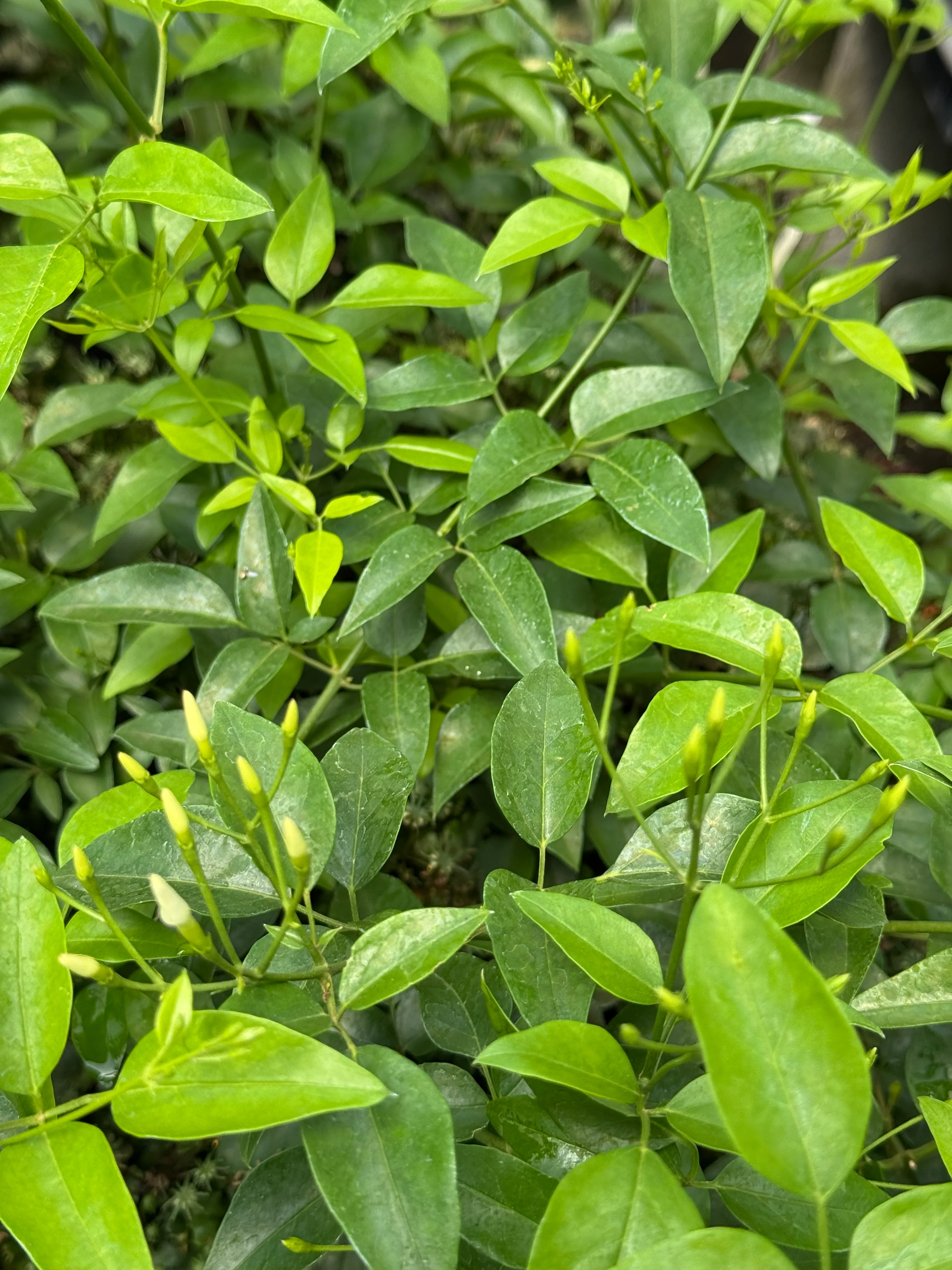 Jasminum angulare - Image 3
