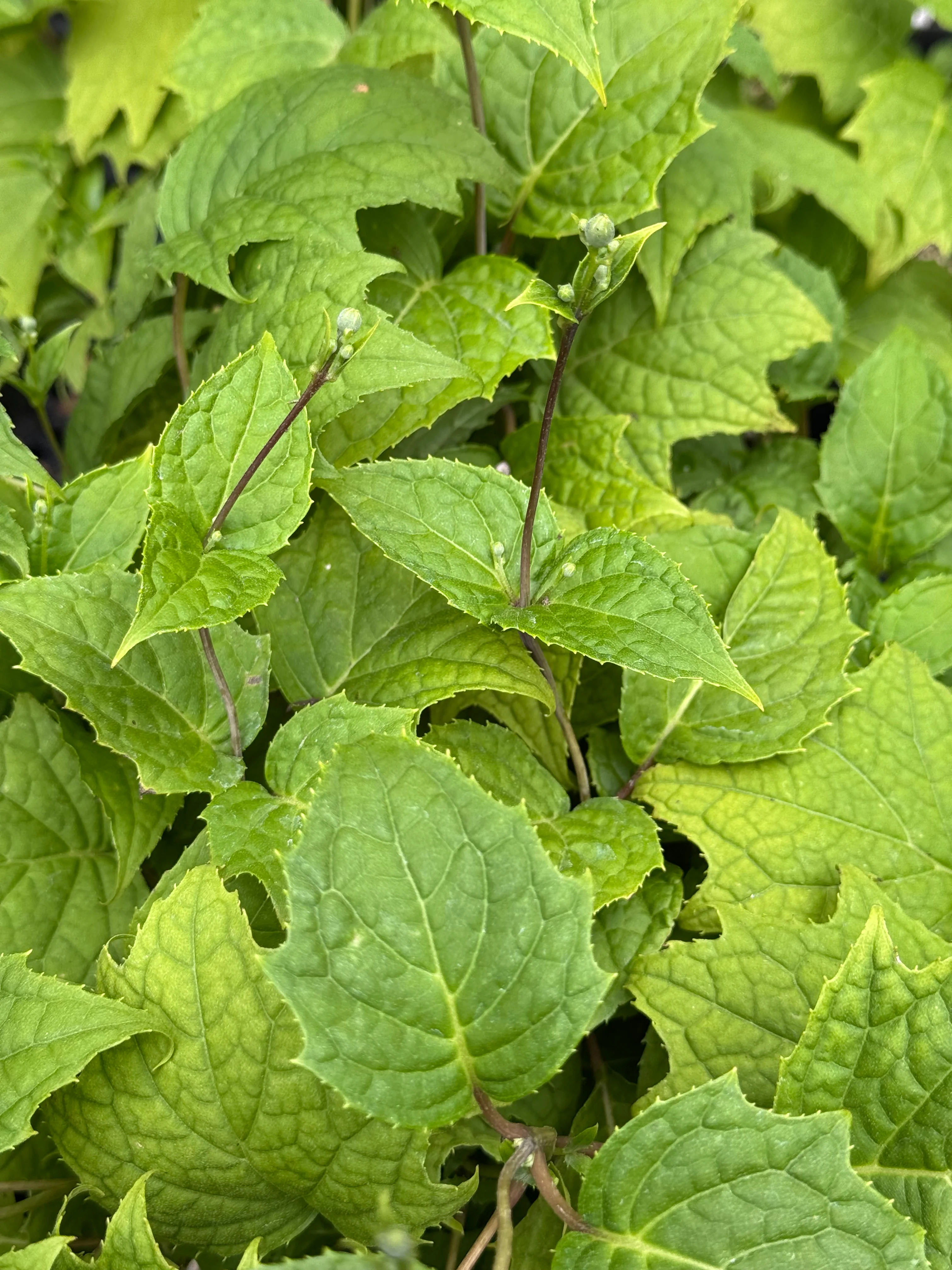 Kirengeshoma palmata - Image 3