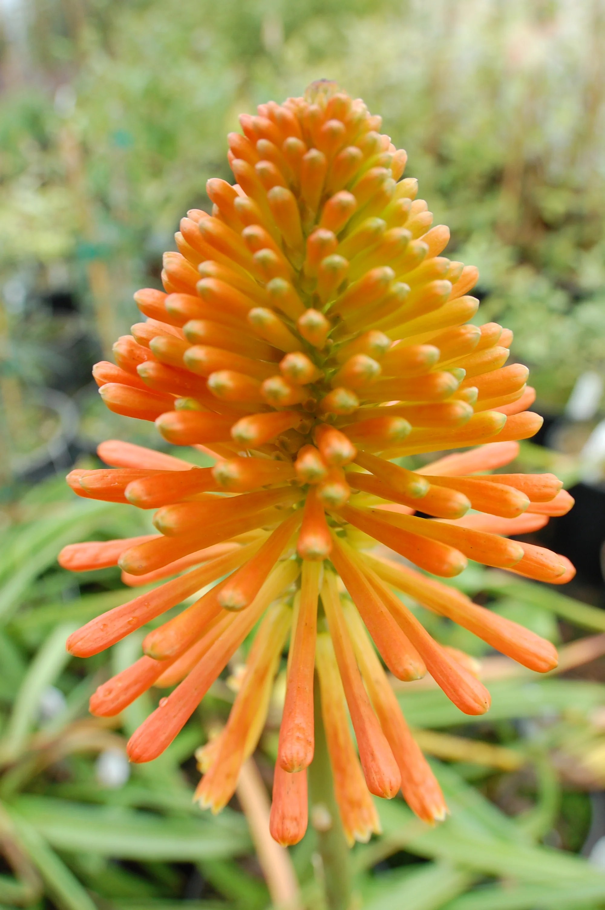 Kniphofia 'Christmas Cheer' - Image 2