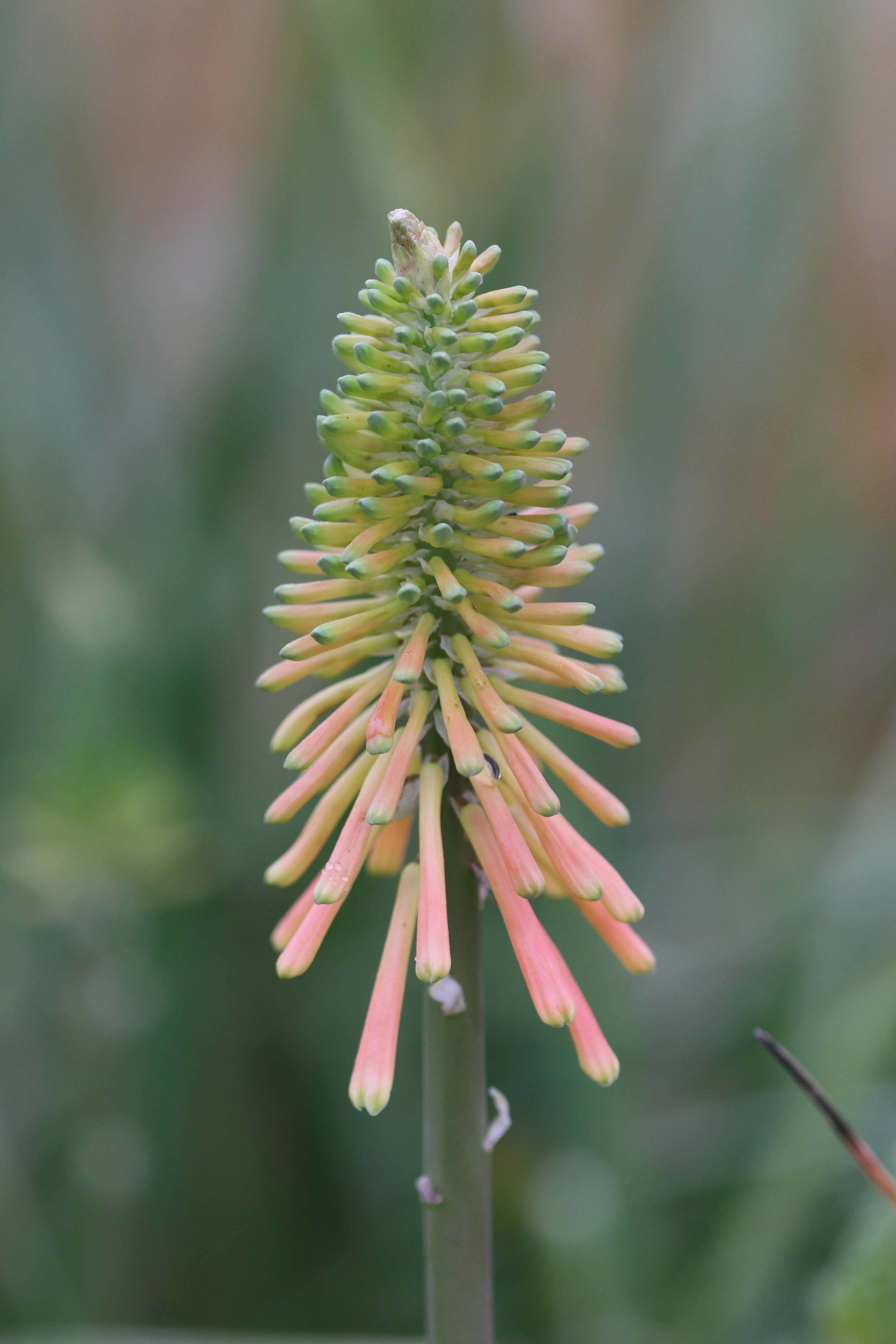 Kniphofia 'Christmas Cheer' - Image 3