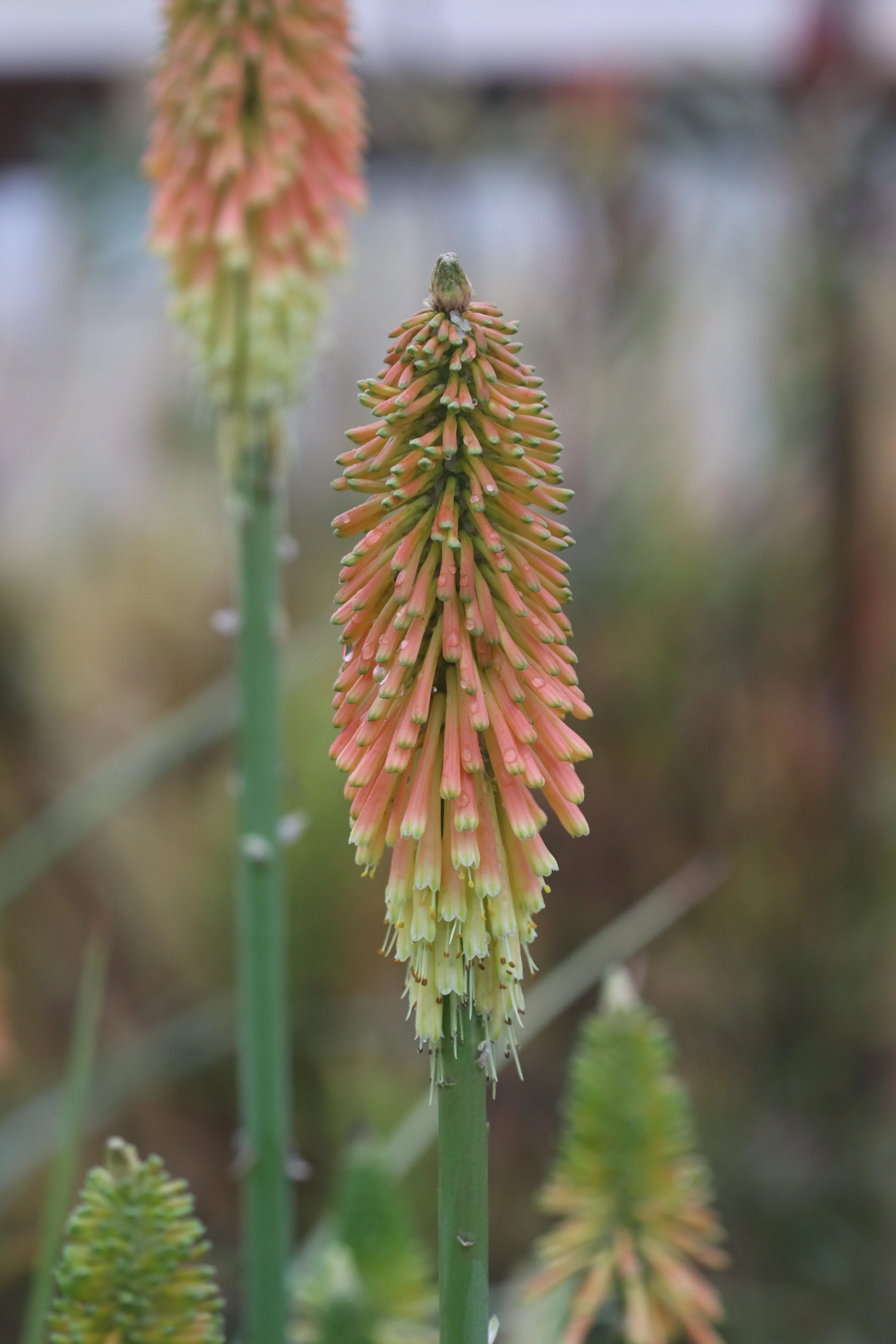 Kniphofia 'Christmas Cheer' - Image 4