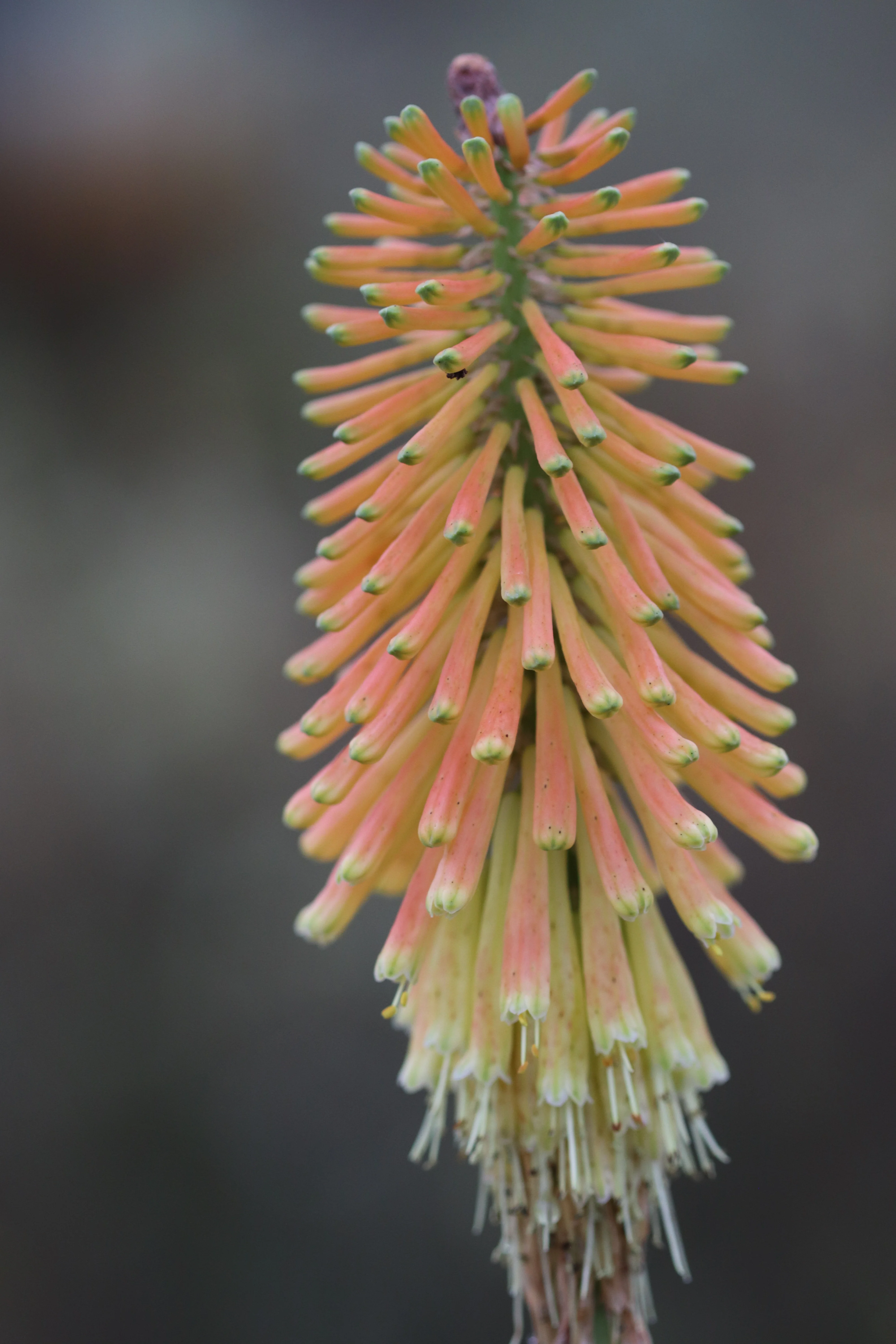 Kniphofia 'Christmas Cheer' - Image 5