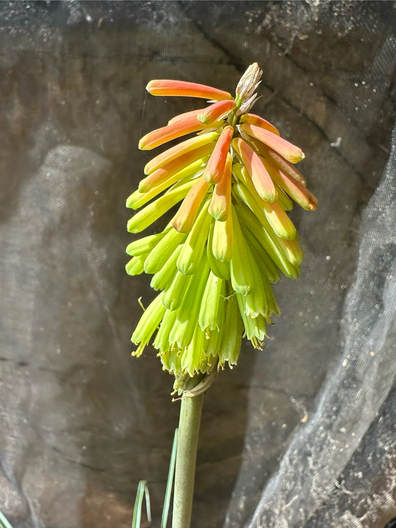 Kniphofia hirsuta - Image 2