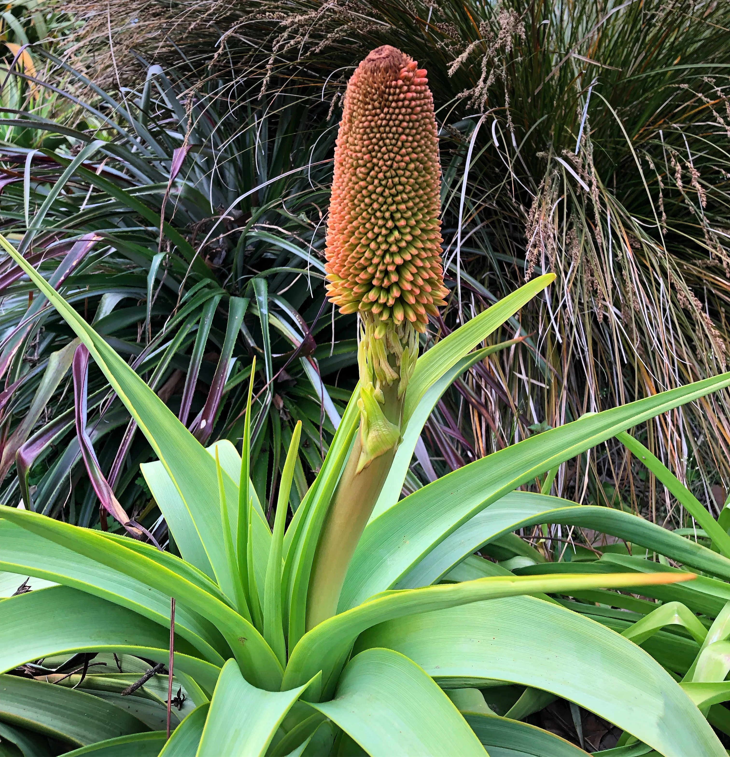 Kniphofia northiae