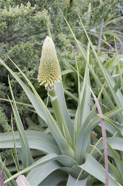 Kniphofia northiae - Image 2