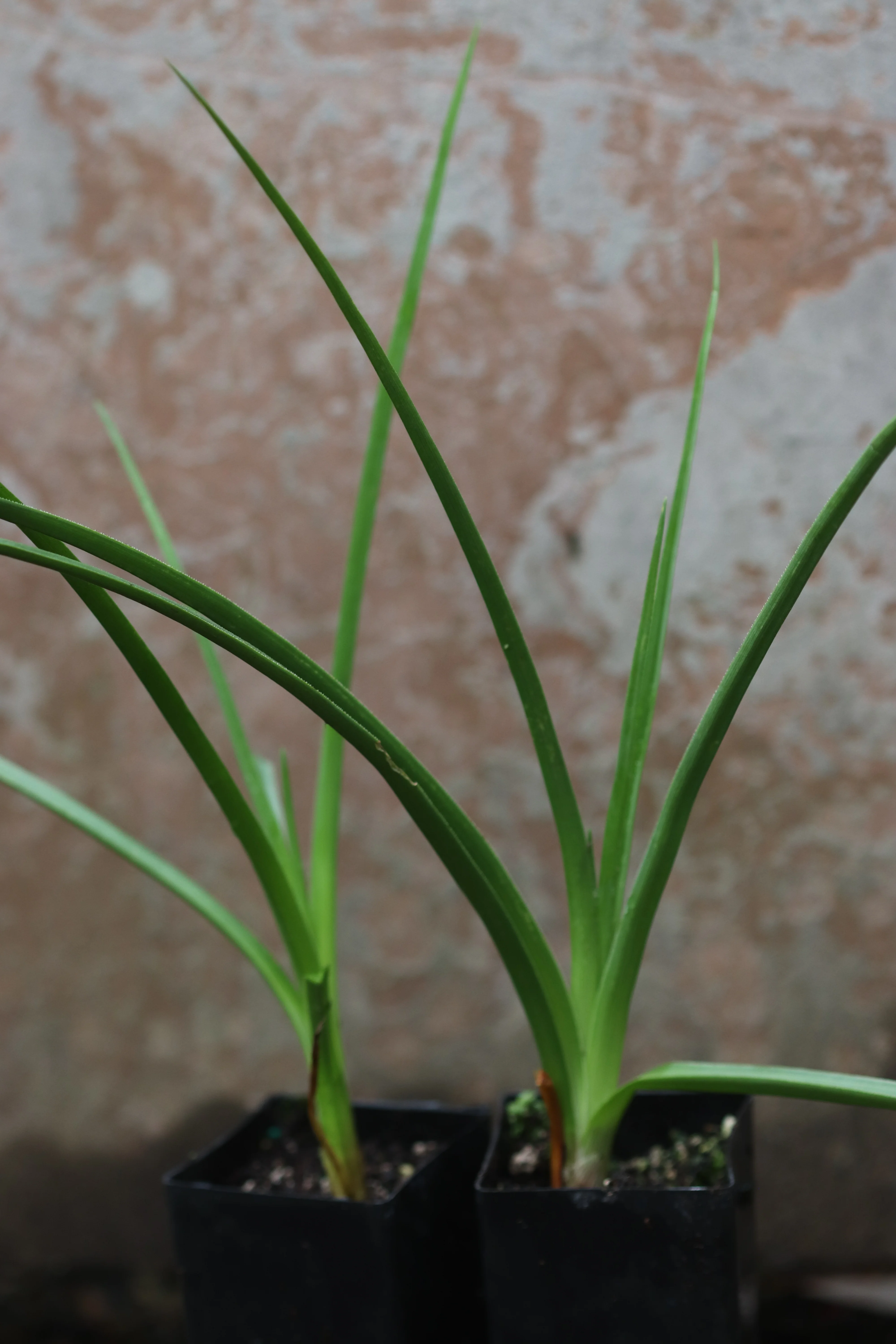 Kniphofia northiae - Image 3