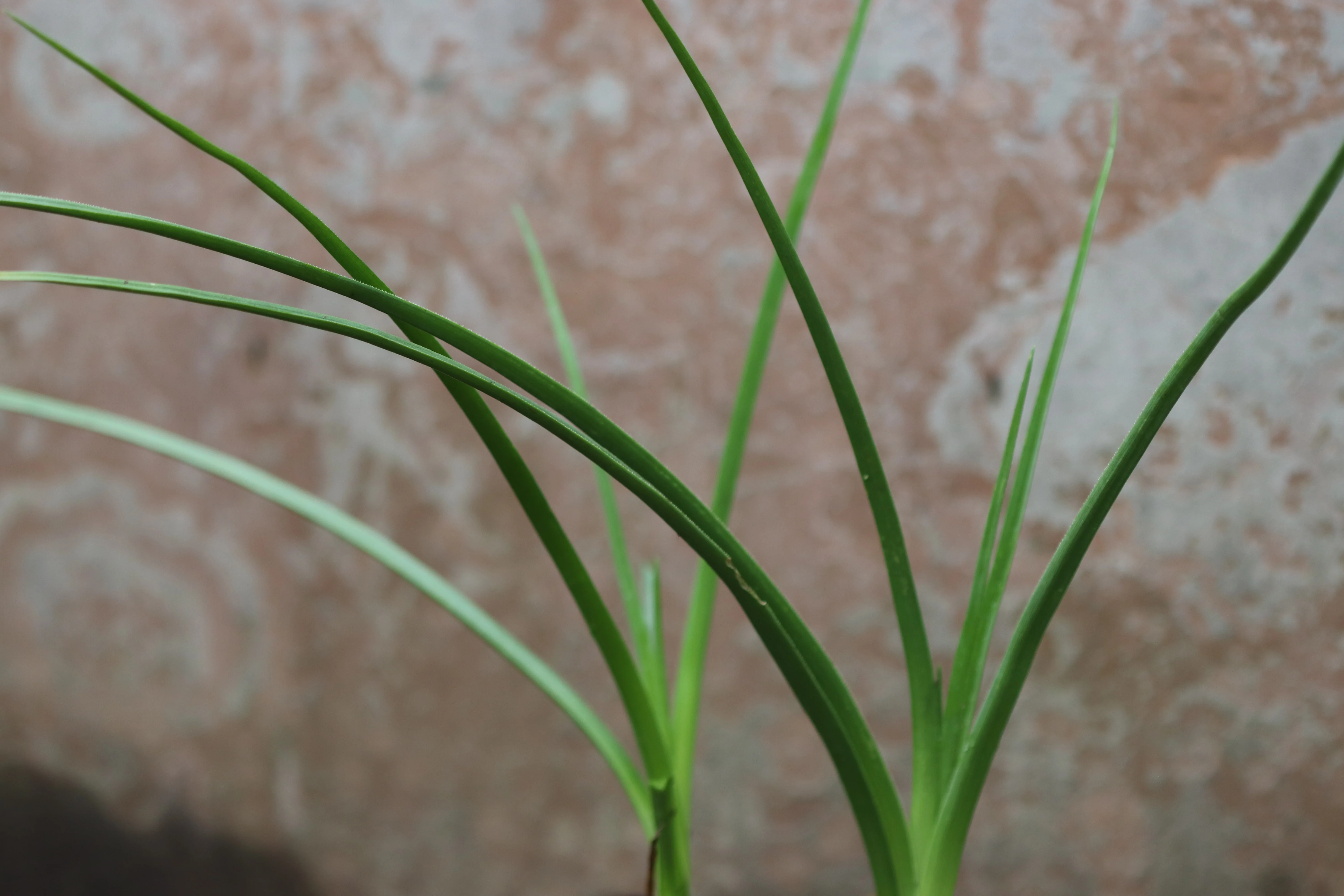 Kniphofia northiae - Image 4