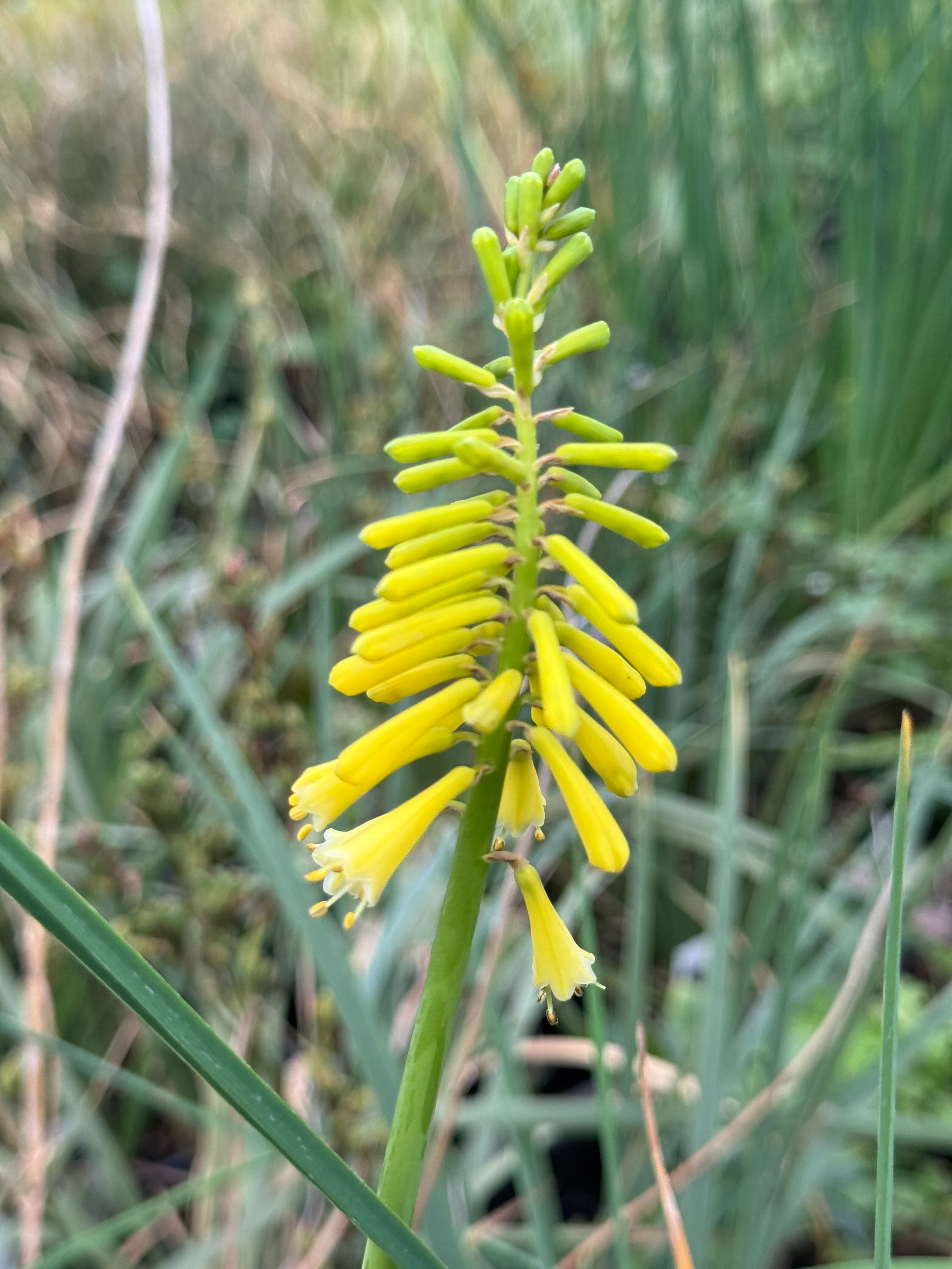 Kniphofia pauciflora - Image 2