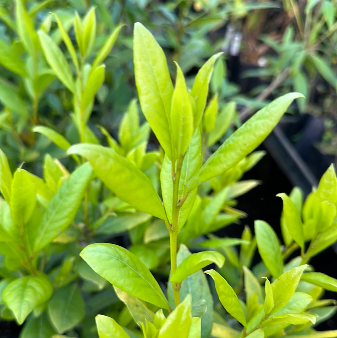Laurus nobilis 'Aurea'