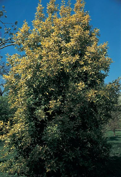 Laurus nobilis 'Aurea' - Image 2