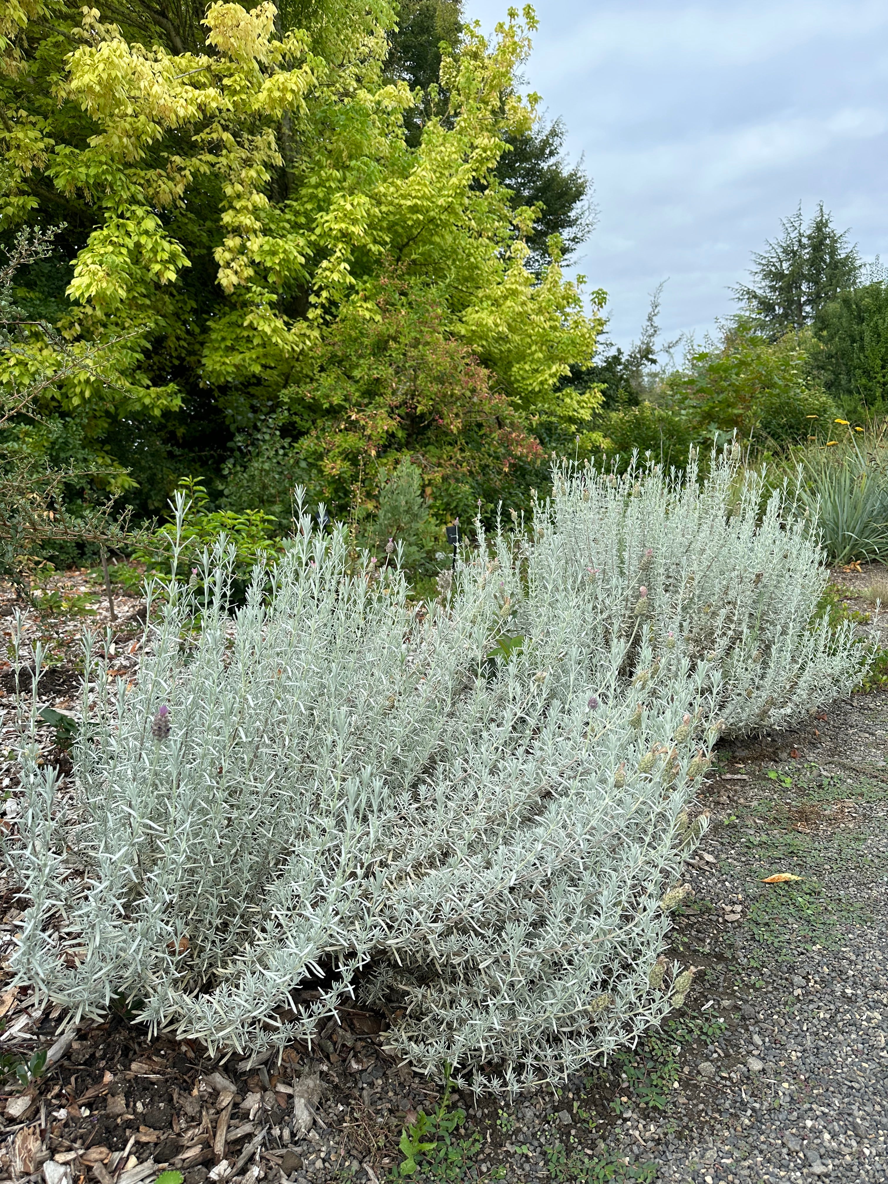 Lavandula stoechas ‘Silver Anouk' - Image 3