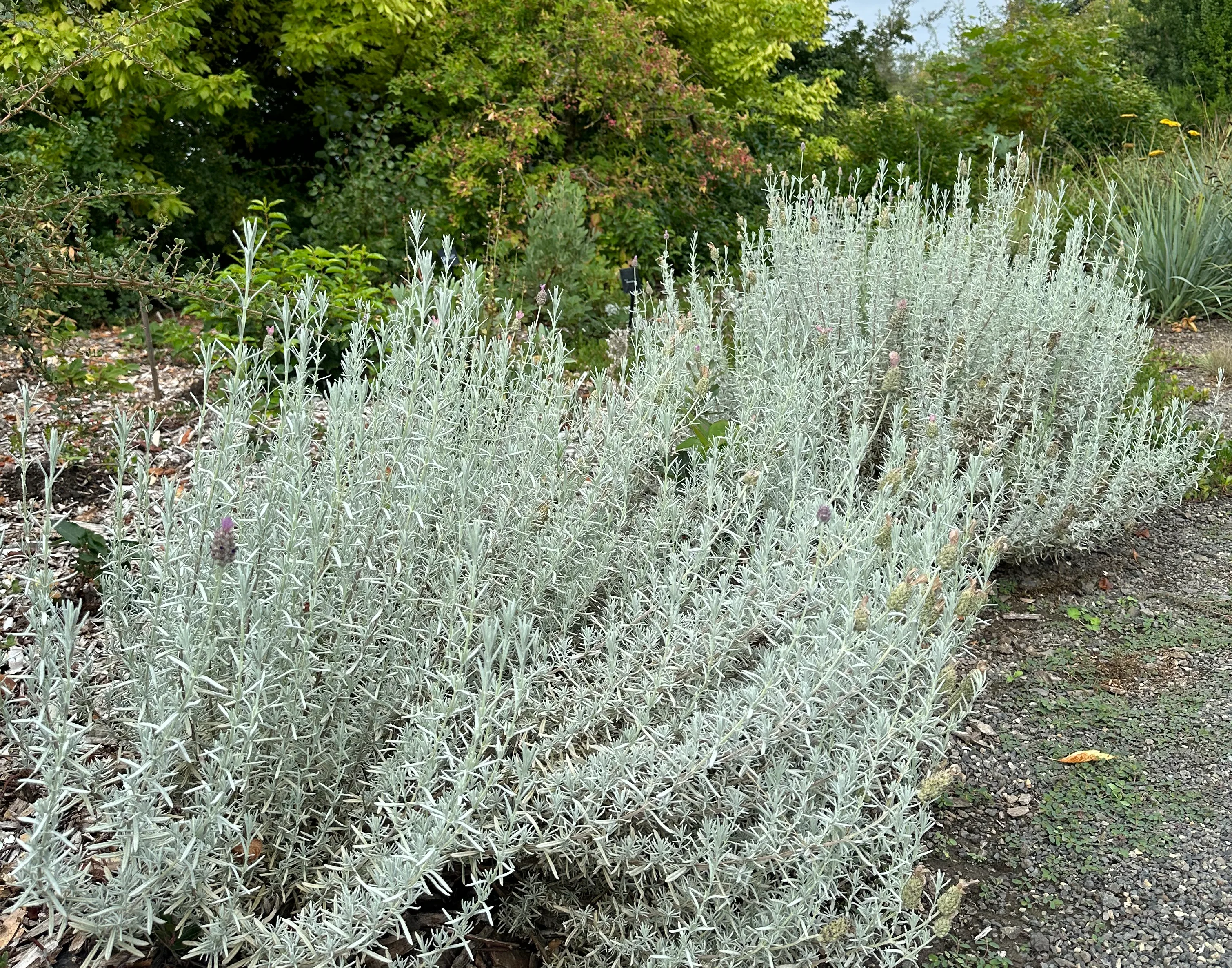 Lavandula stoechas ‘Silver Anouk' - Image 4