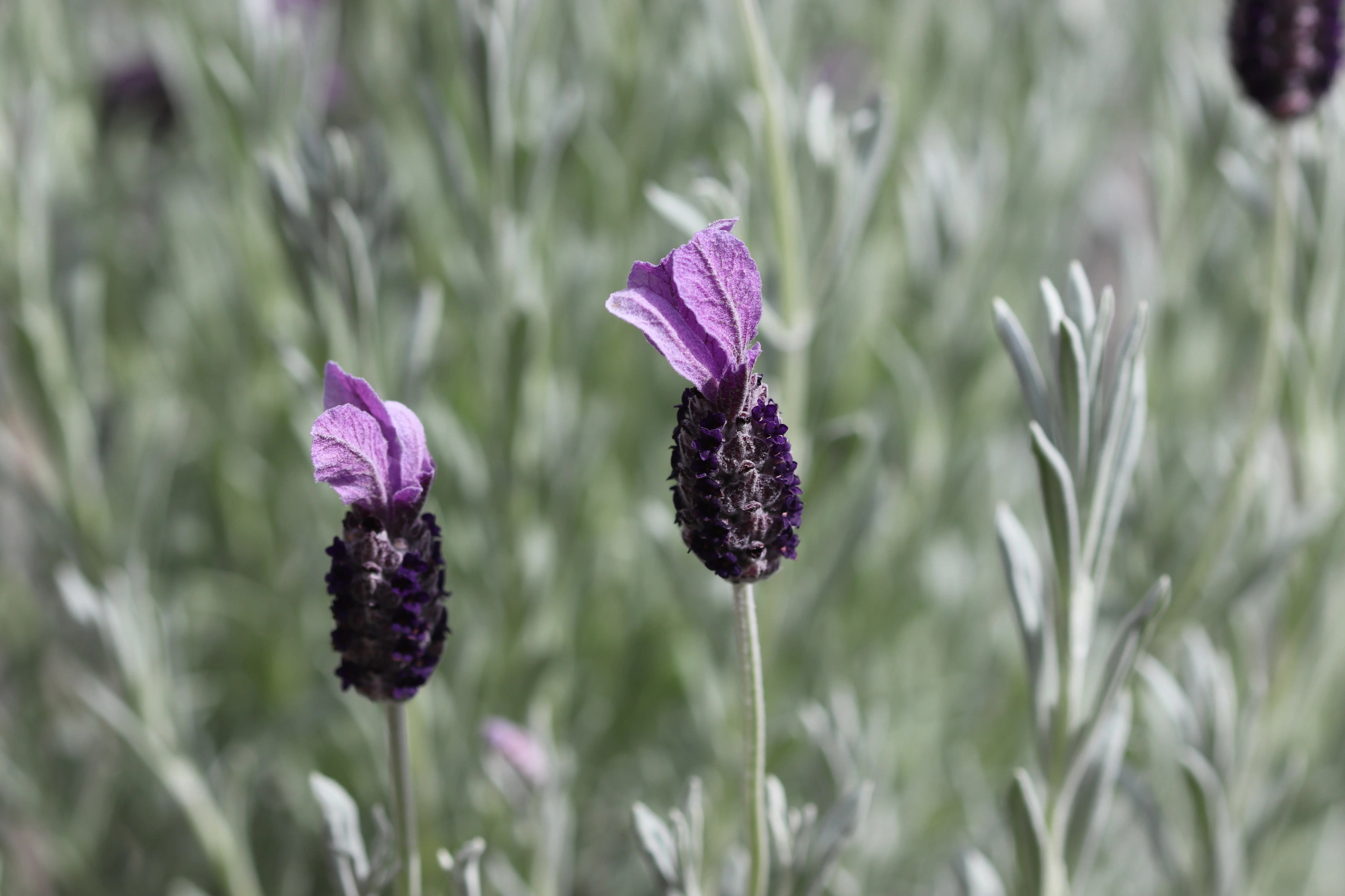 *RETAIL - Lavandula stoechas 'Silver Anouk' - Image 2