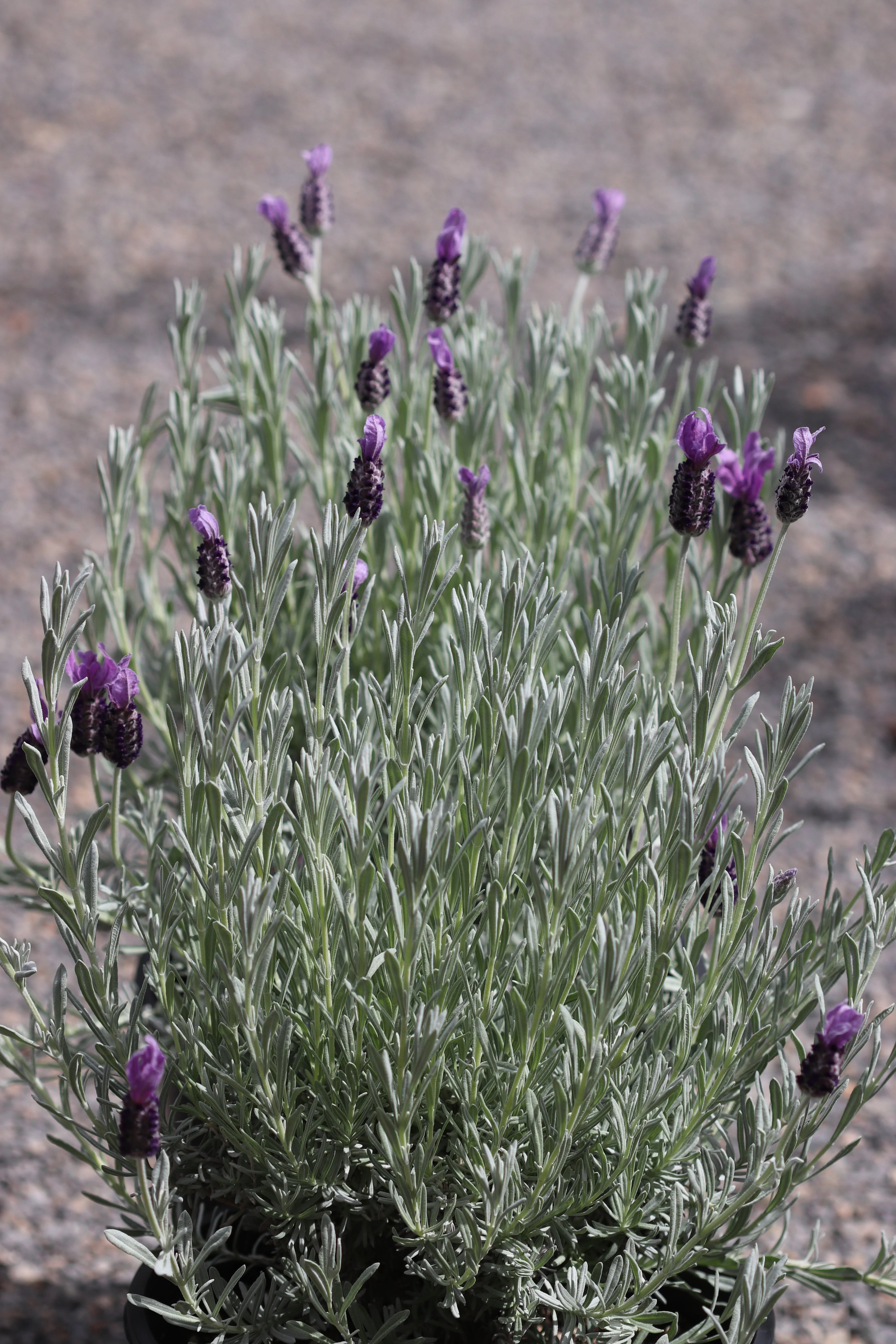 *RETAIL - Lavandula stoechas 'Silver Anouk' - Image 3