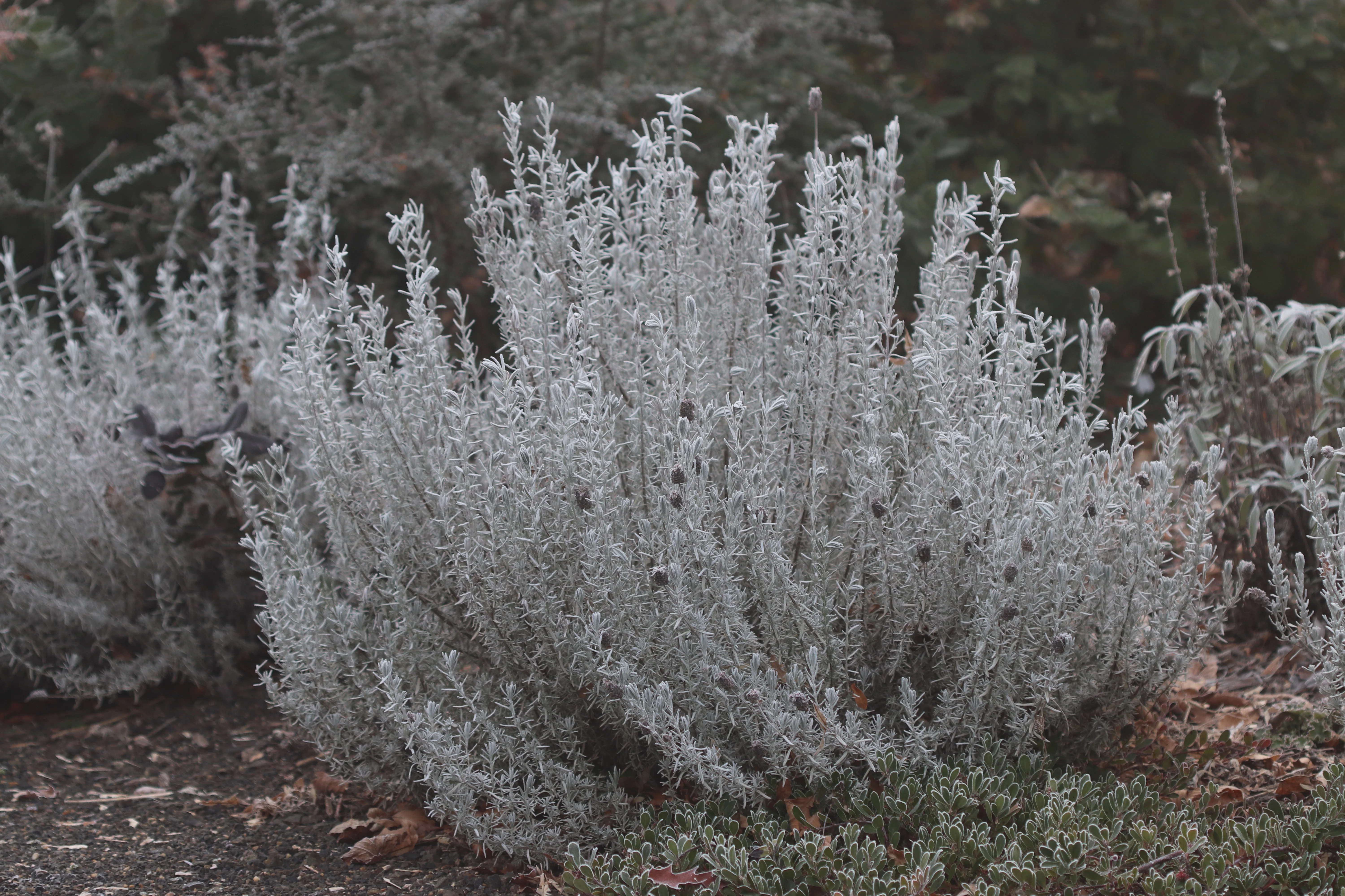 *RETAIL - Lavandula stoechas 'Silver Anouk' - Image 4