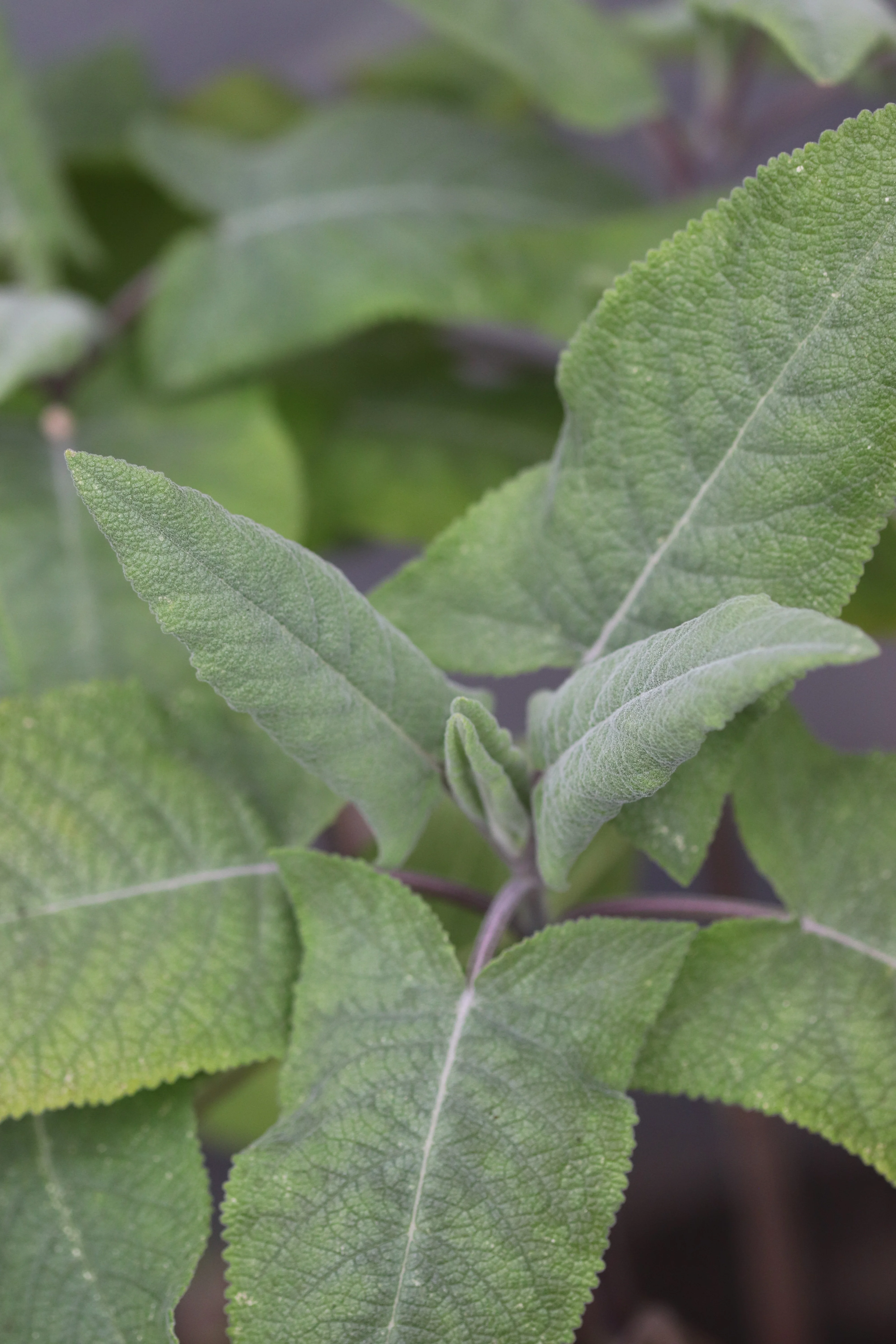 Lepechinia hastata - Image 2