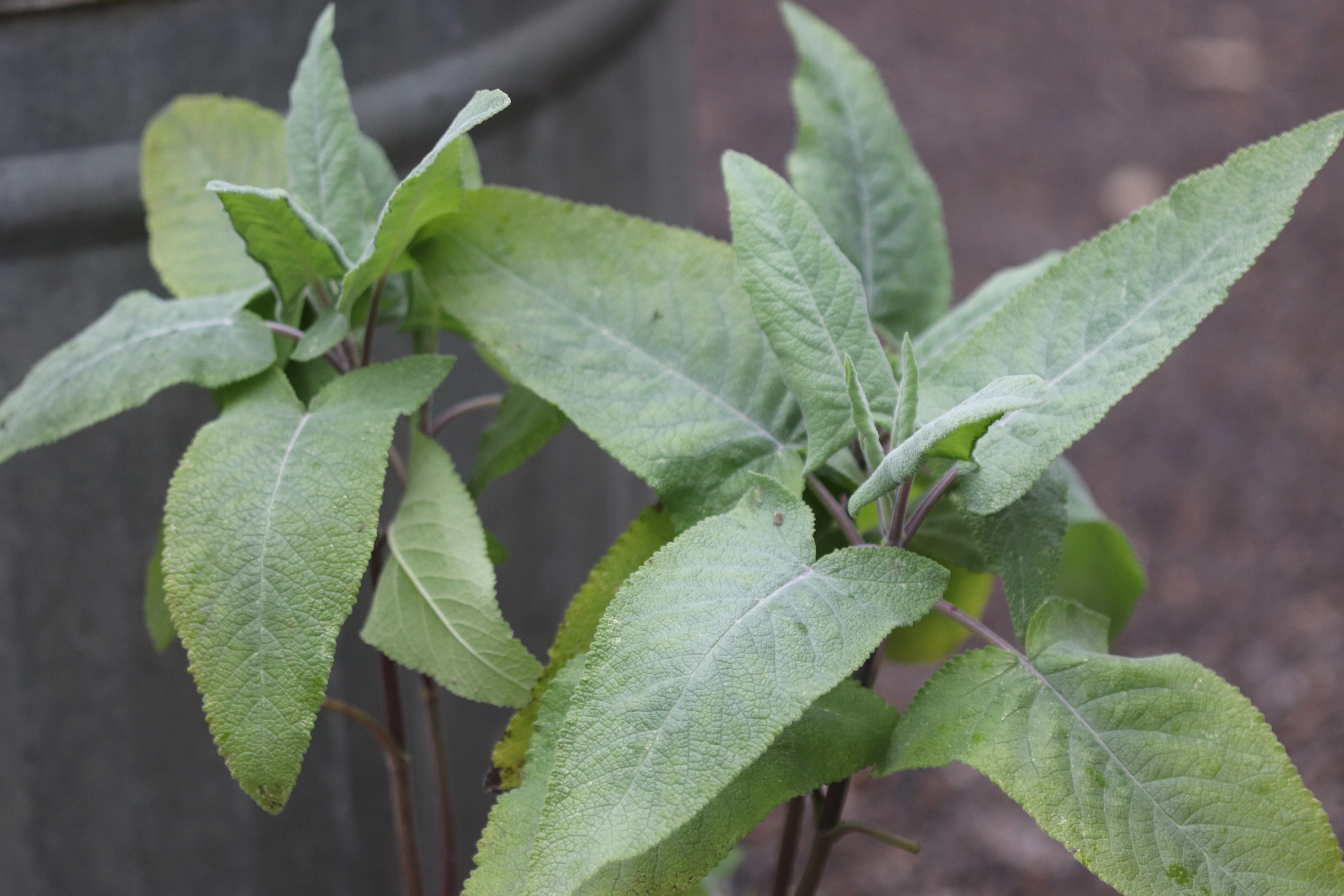 Lepechinia hastata - Image 4