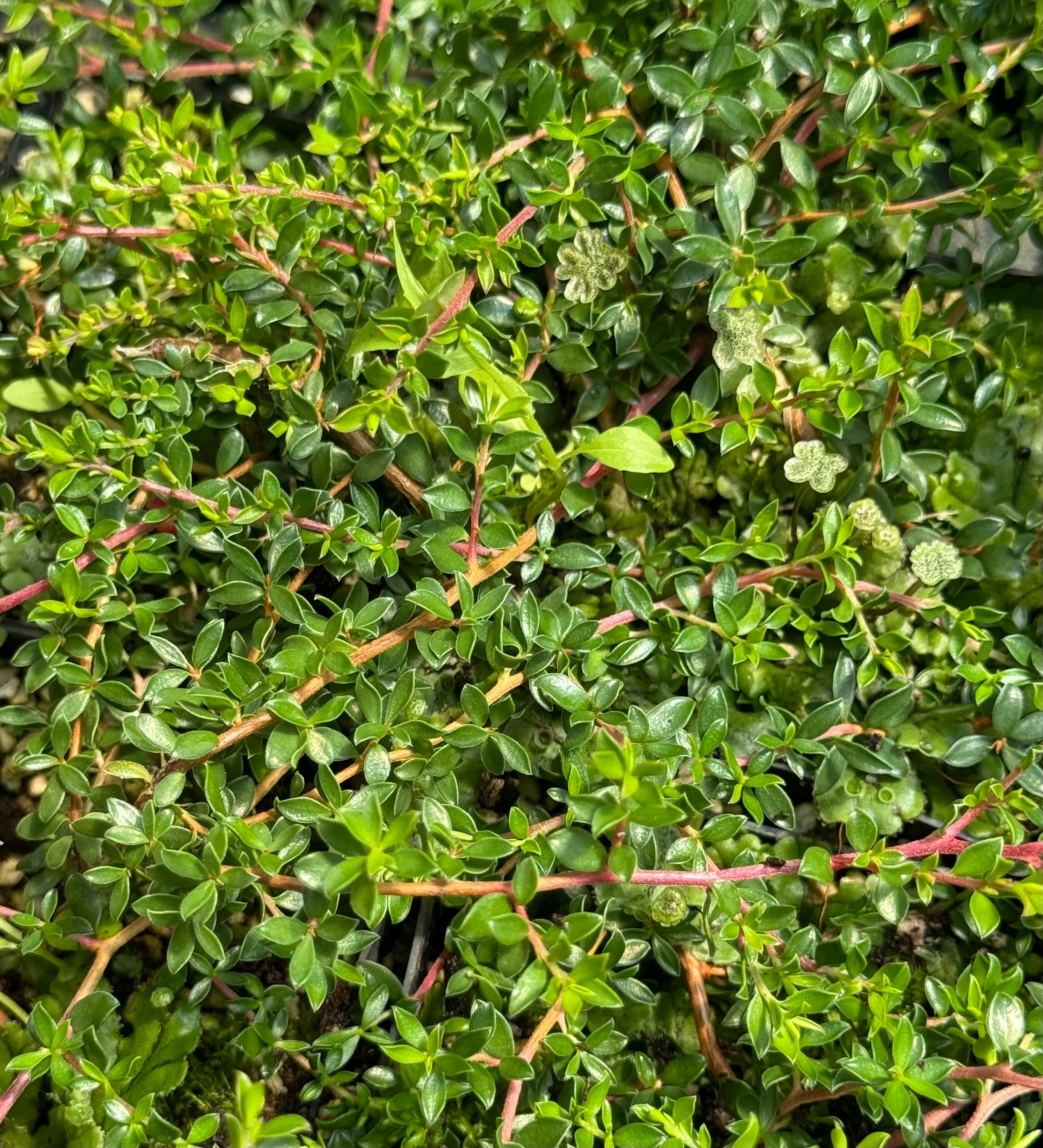 Leptospermum humifusum - Image 2