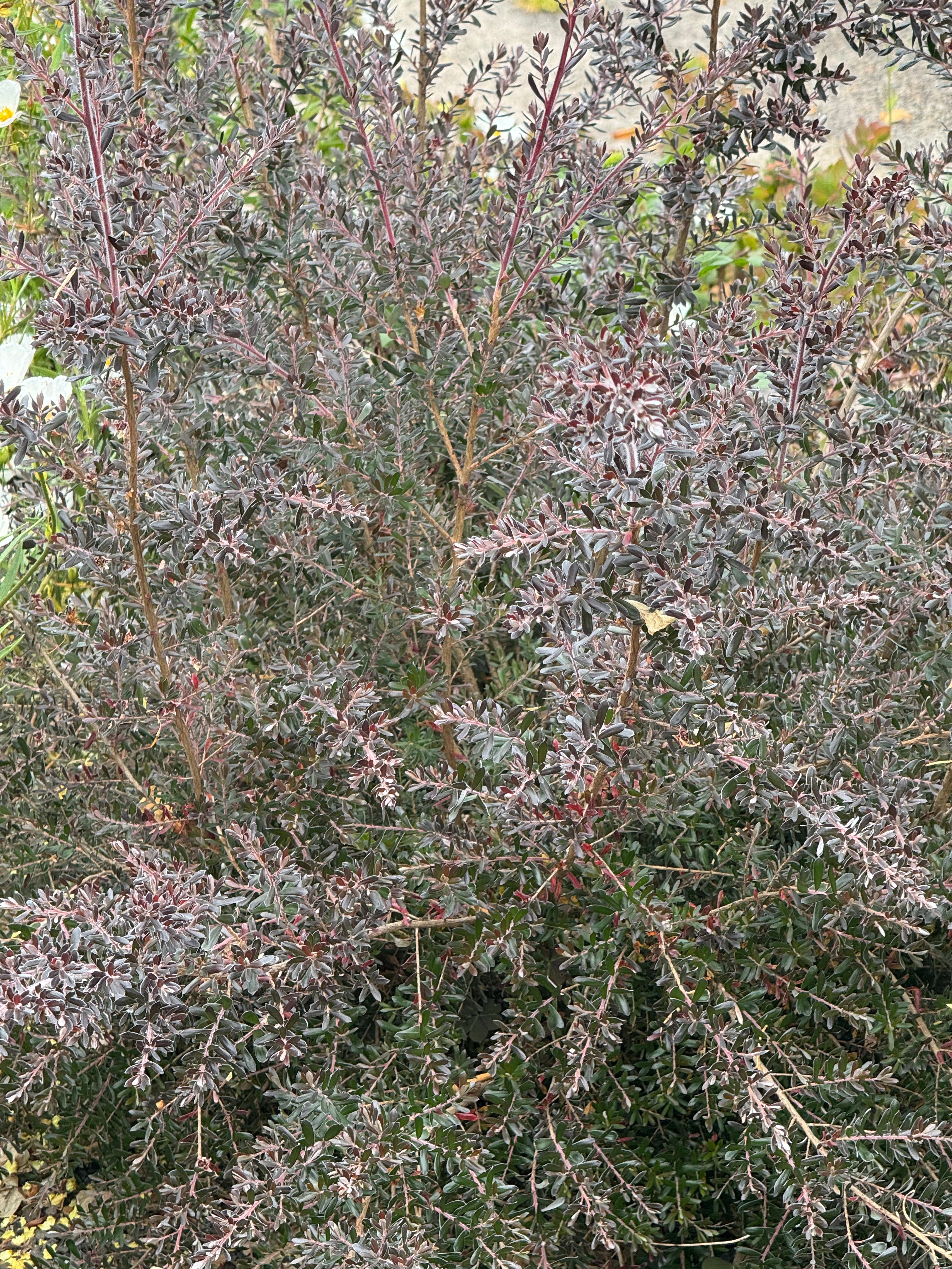 *RETAIL - Leptospermum lanigerum [purple leaf form] - Image 2