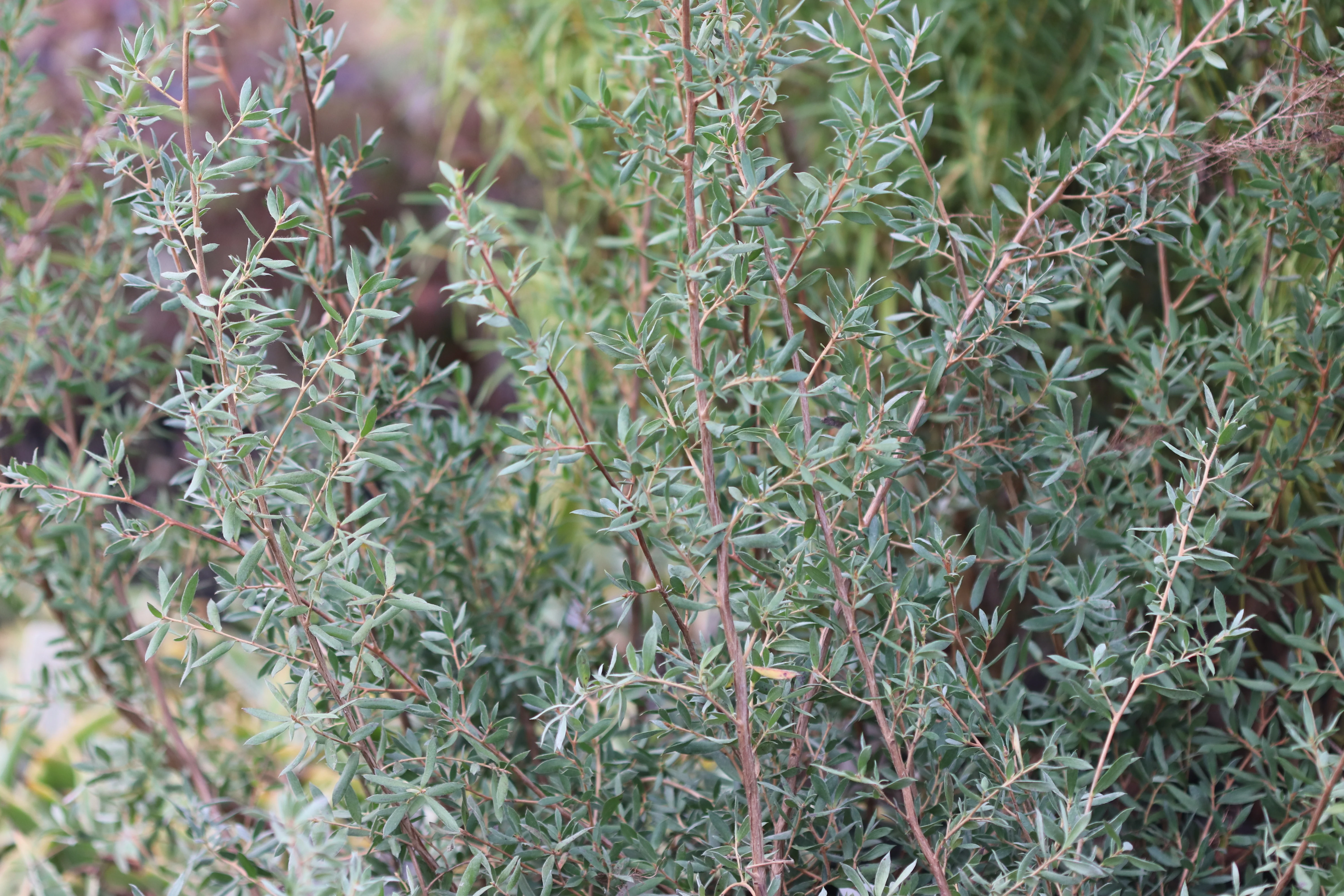 Leptospermum namadgiensis - Image 2