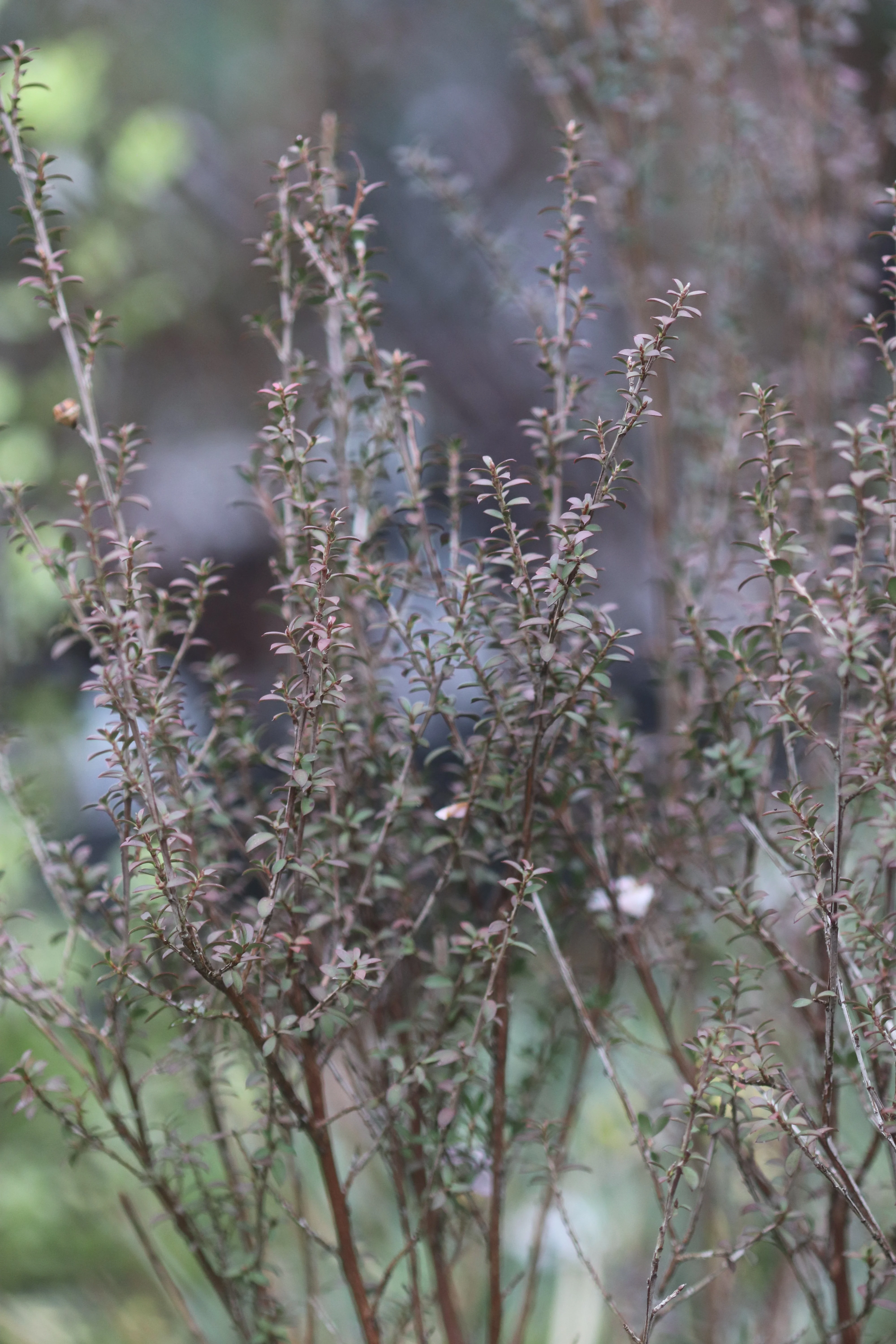 Leptospermum scoparium 'Washington Park Hardy' - Image 2