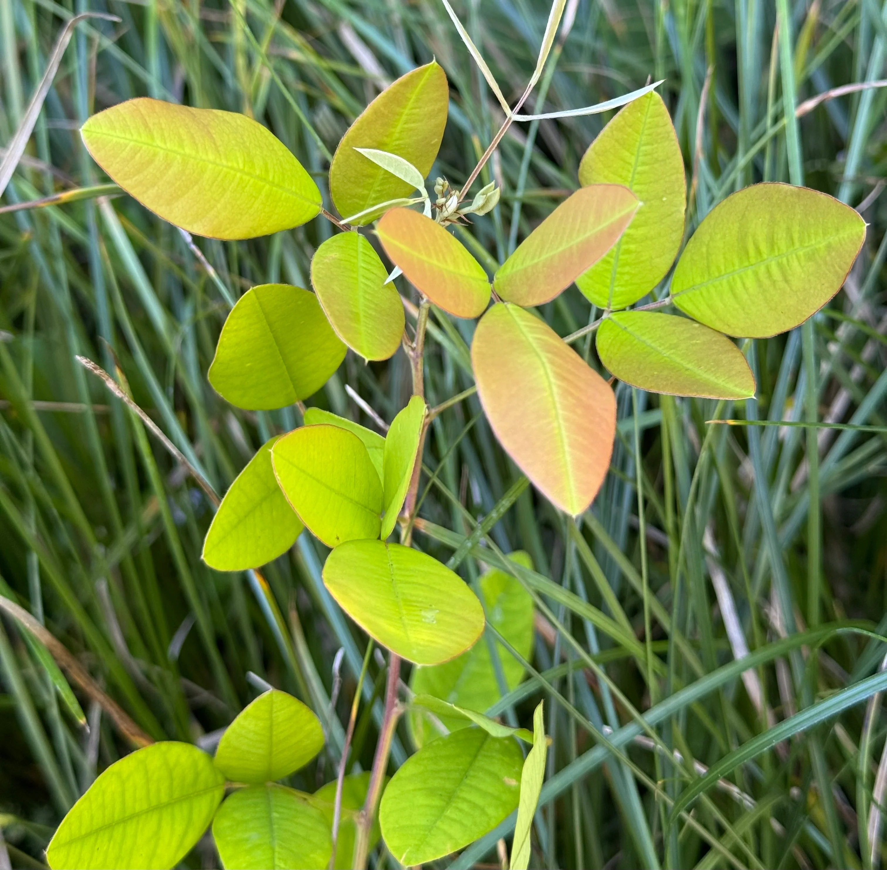 Lespedeza ryukengensis - Image 3