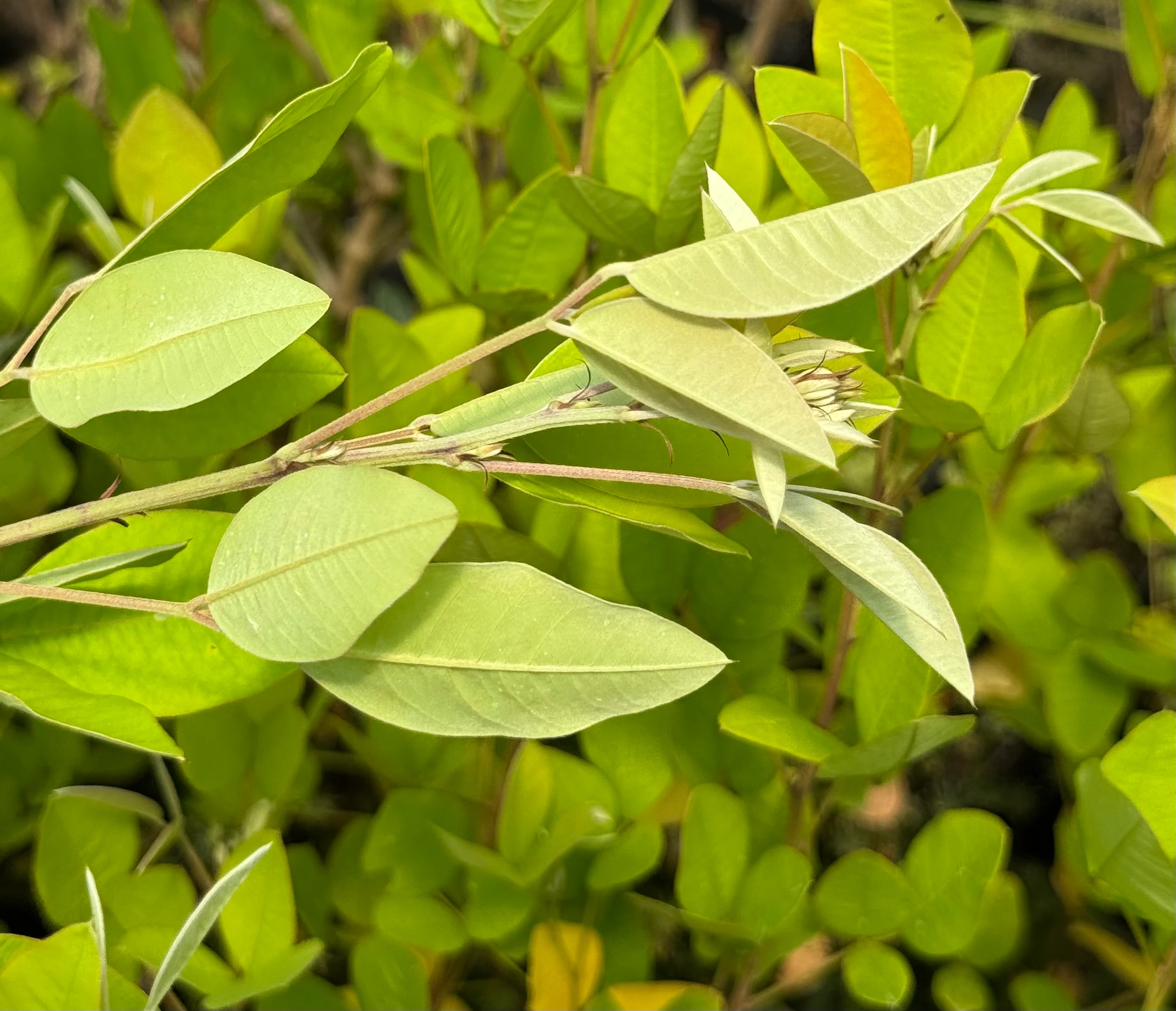 Lespedeza ryukengensis - Image 4