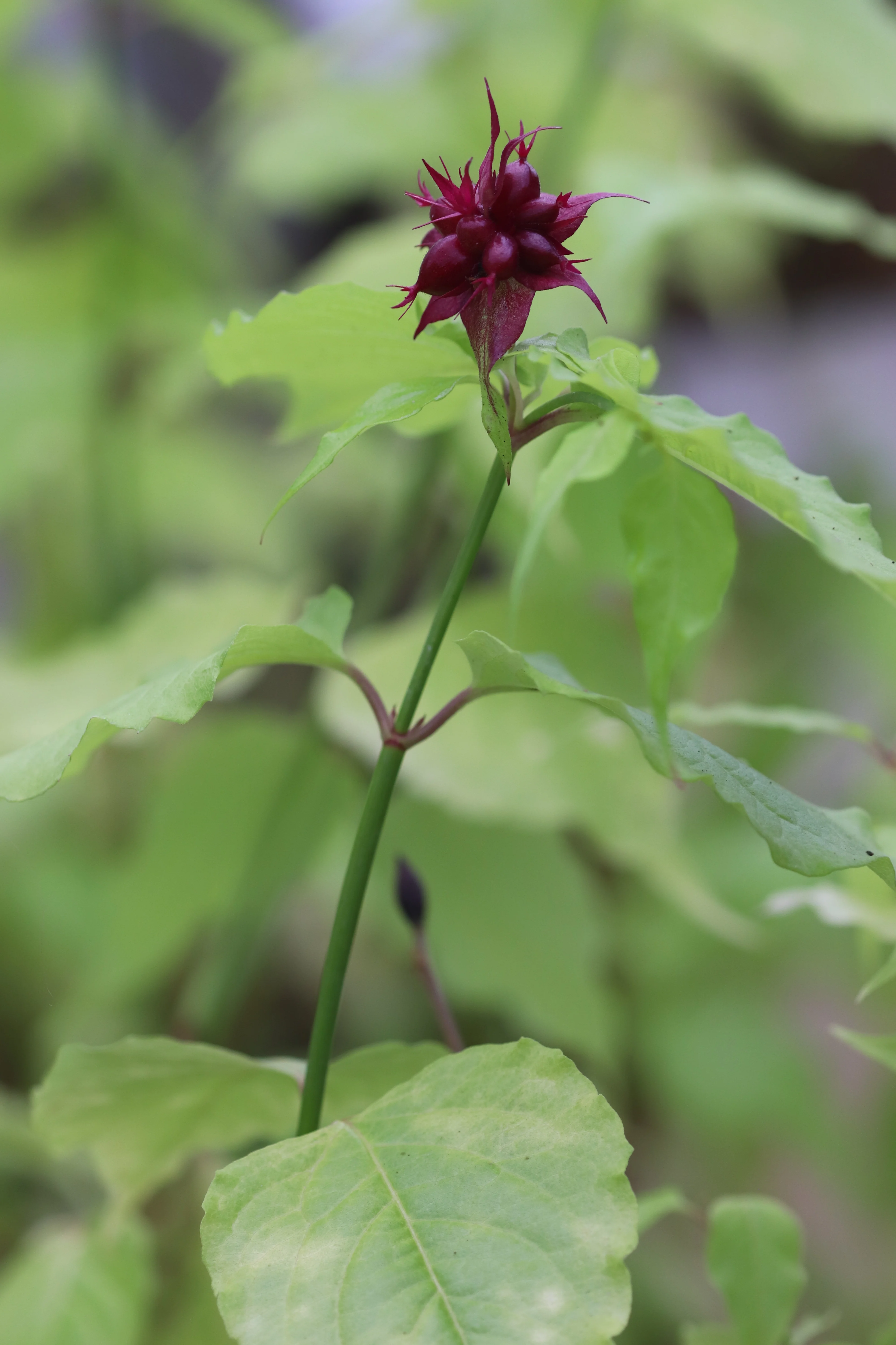 *RETAIL - Leycesteria formosa 'Golden Lanterns' - Image 2