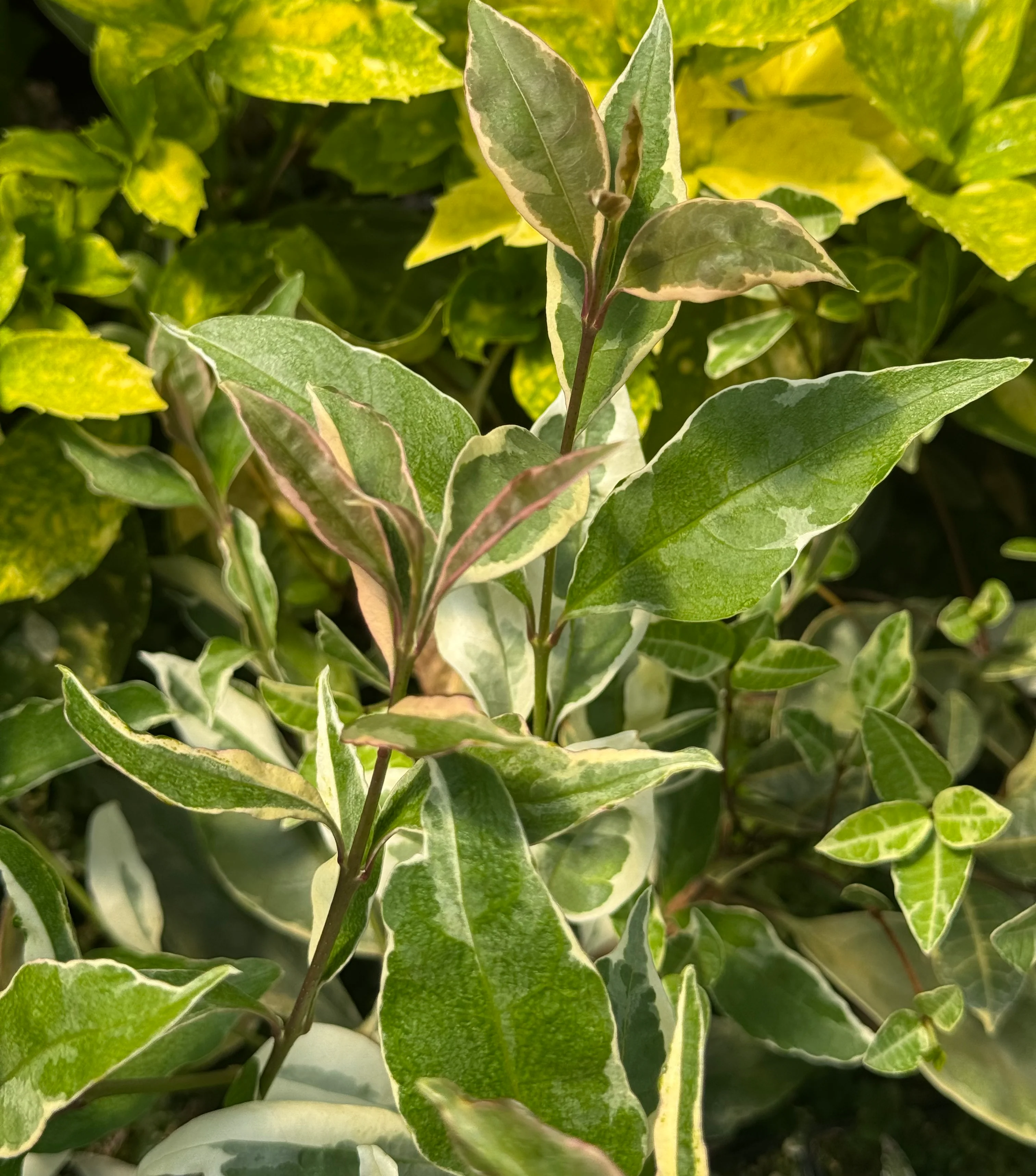 Ligustrum lucidum 'Excelsum Superbum' - Image 2
