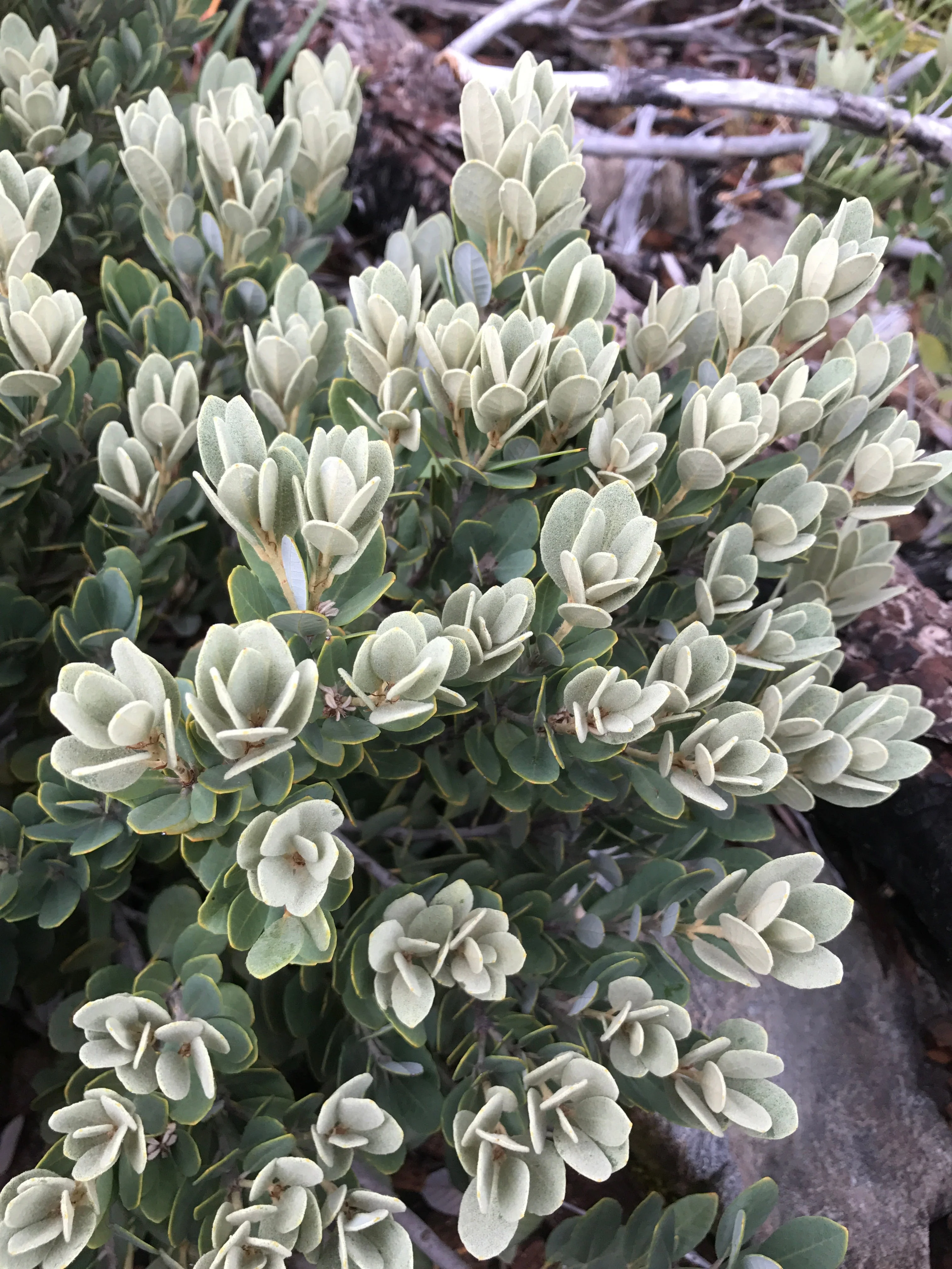 Notholithocarpus densiflorus var. echinoides