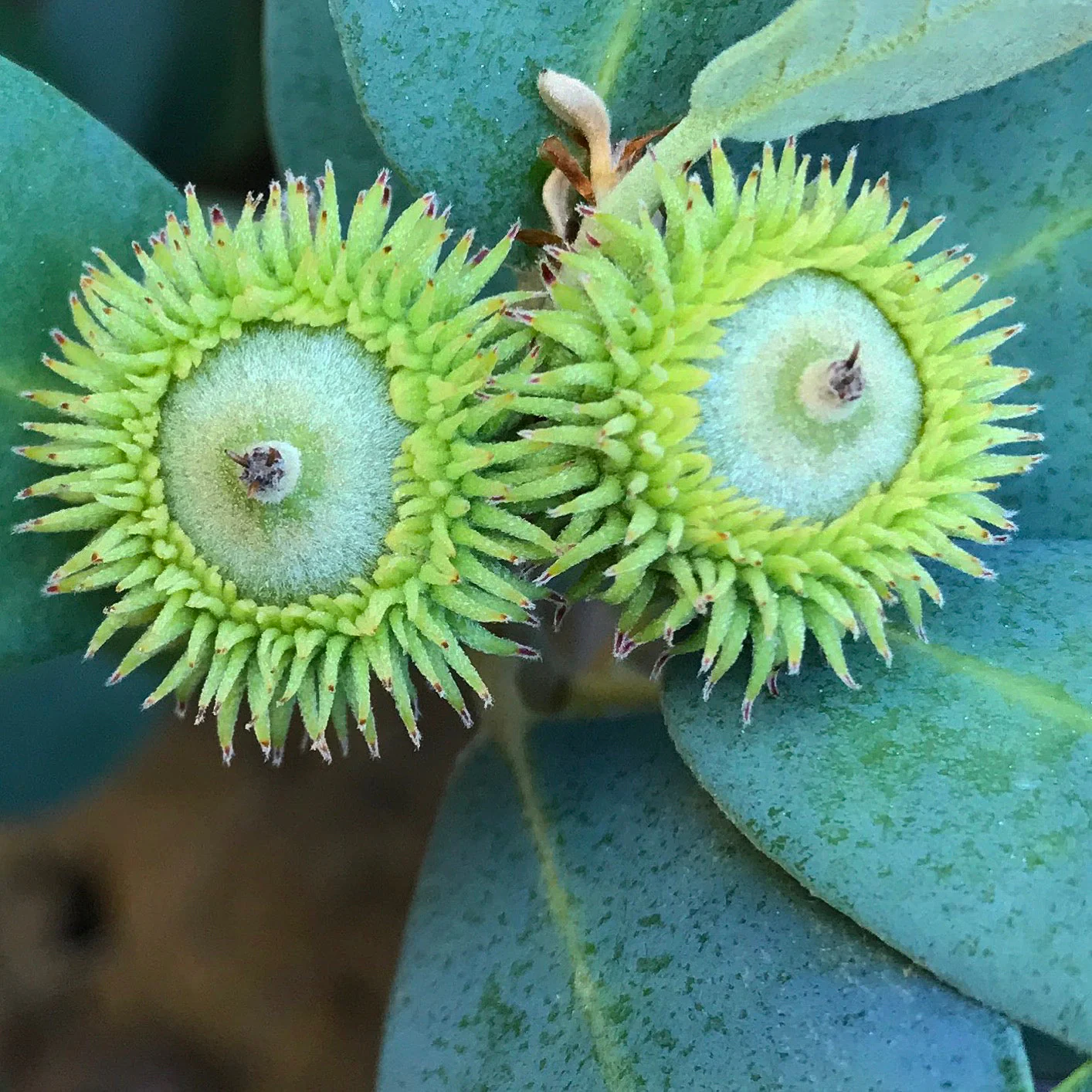 Notholithocarpus densiflorus var. echinoides - Image 2