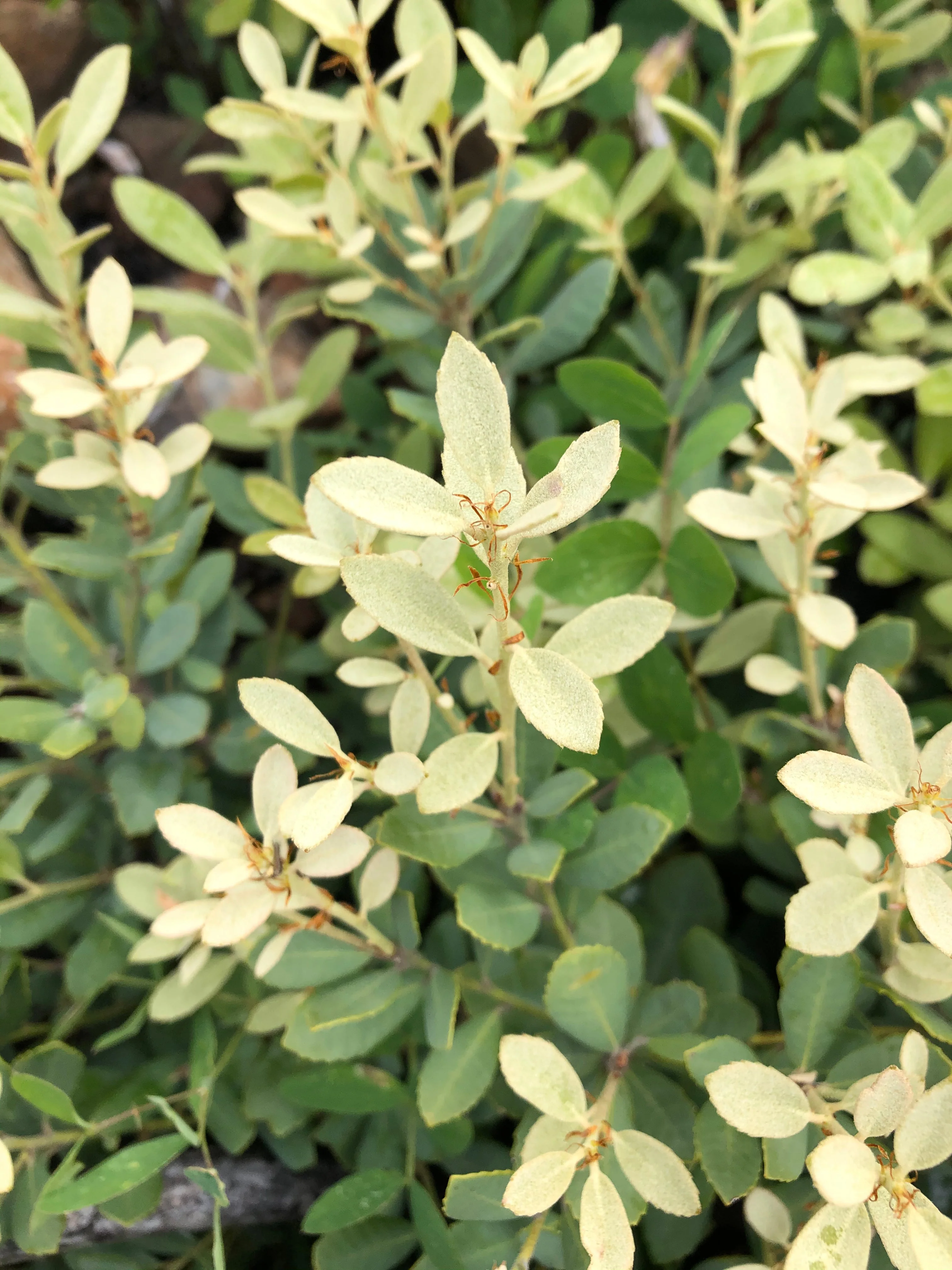 Notholithocarpus densiflorus var. echinoides - Image 3