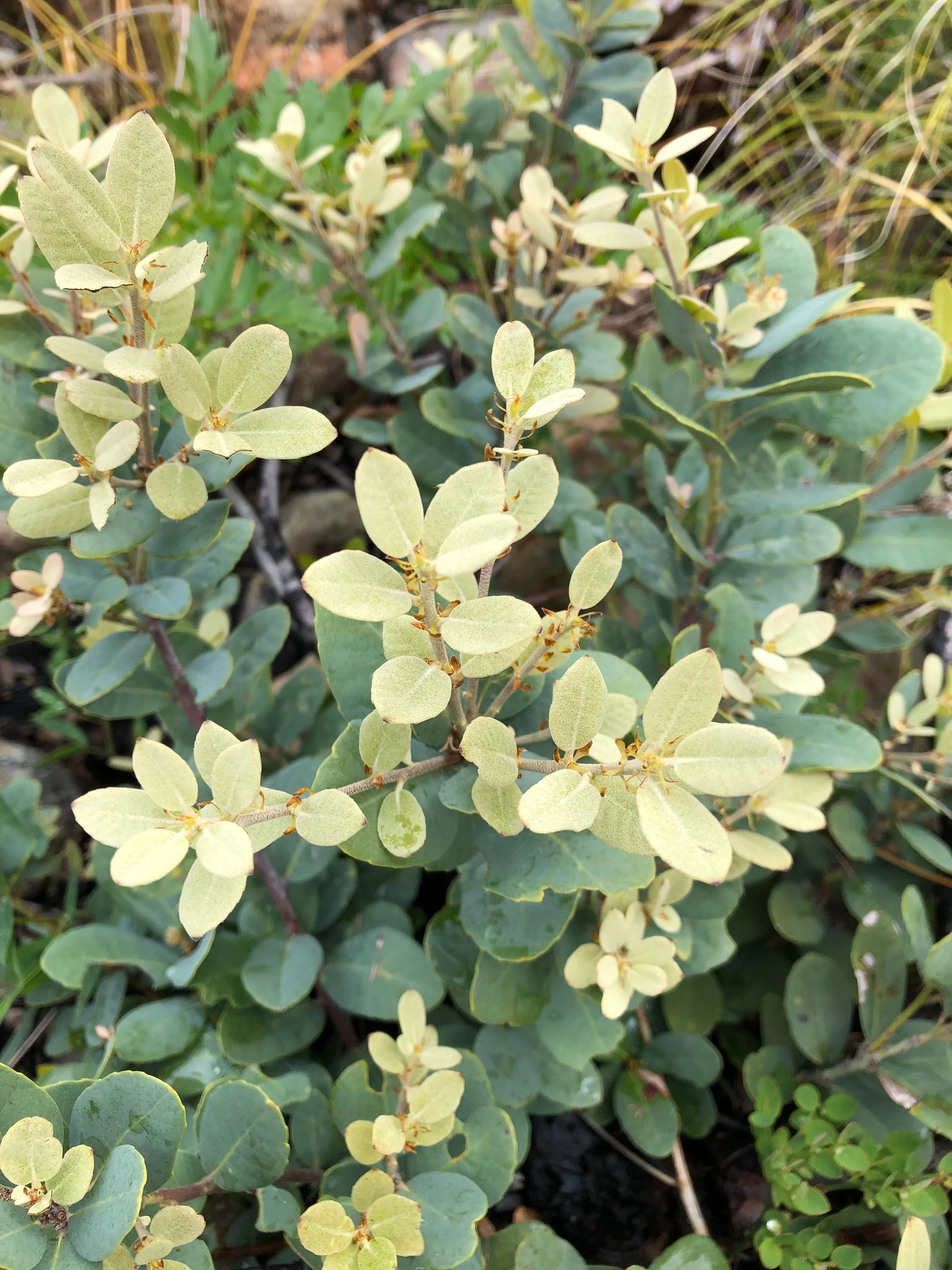 Notholithocarpus densiflorus var. echinoides - Image 4